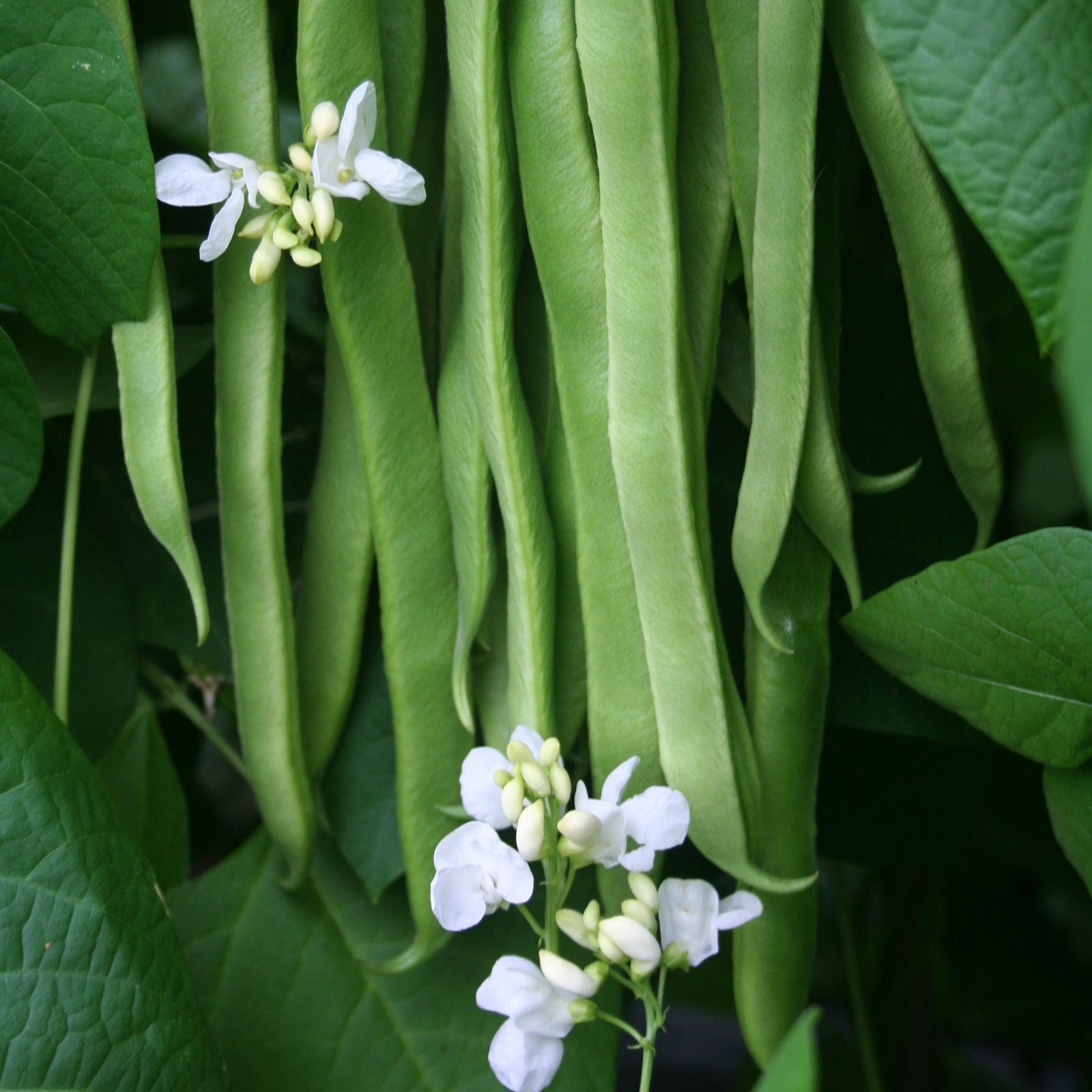 Plants2Gardens Runner Bean Collection 6 x7cm multi sown