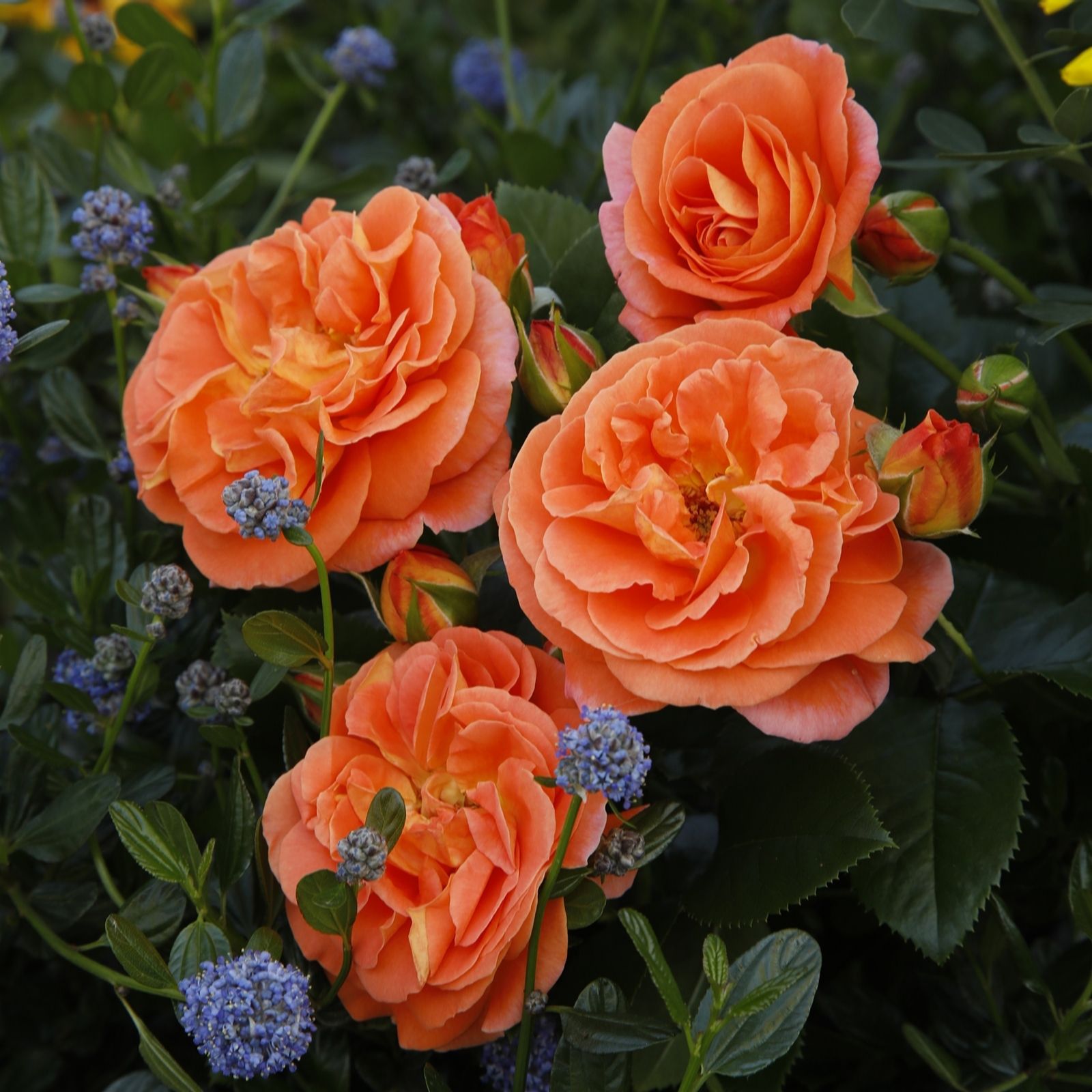 Thompson & Morgan Rose Mango 1 Bare Root
