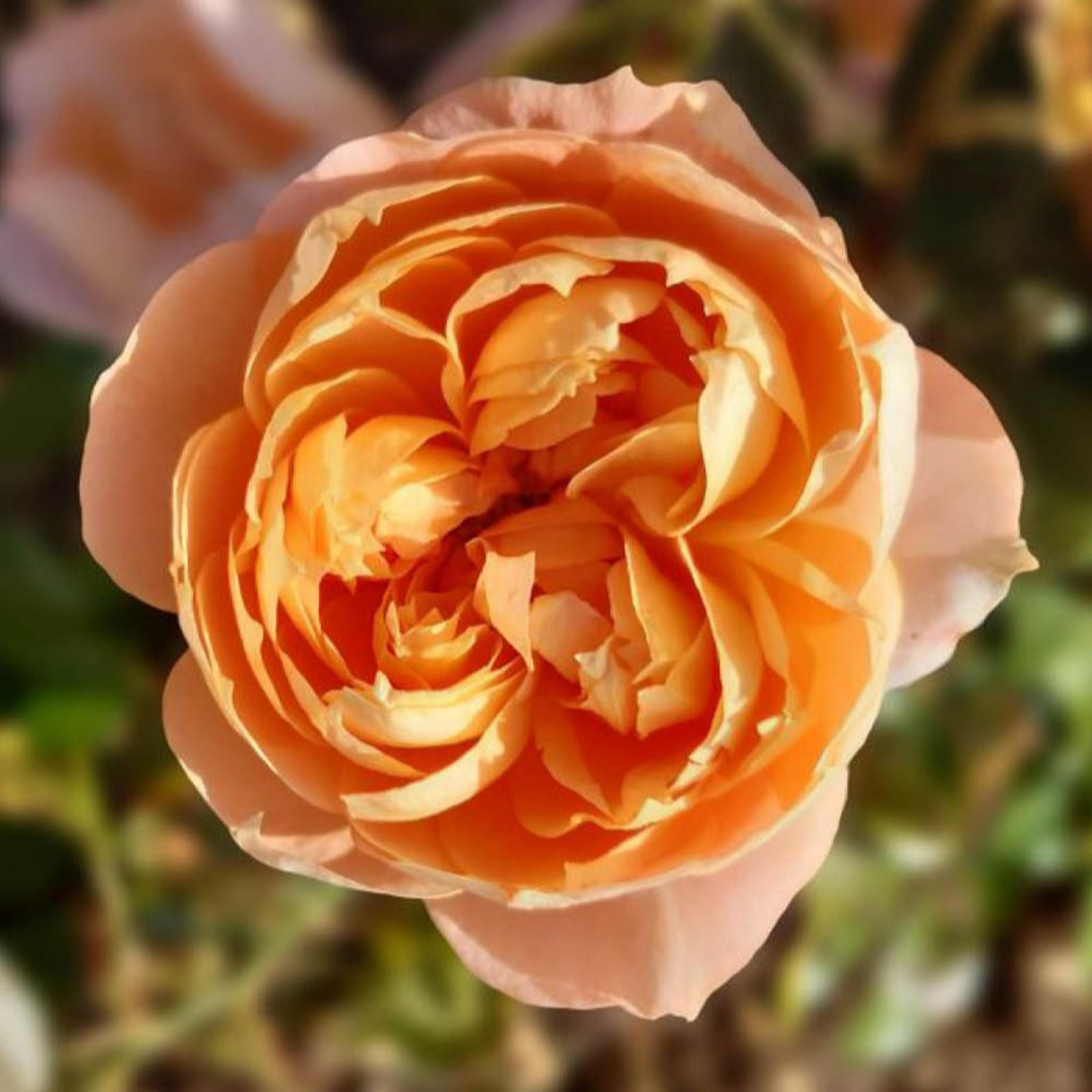 YouGarden Rose 'Royal Lion' Bare Root