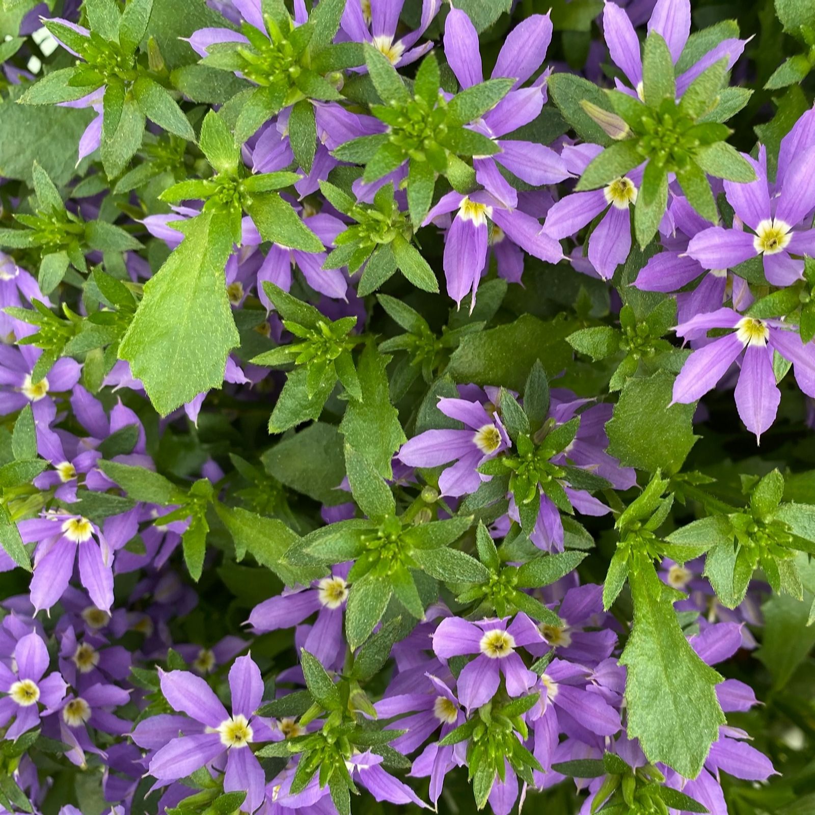 Richard Jackson Scaevola Stardiva Star Blue Power Plants 5 x 5.5cm