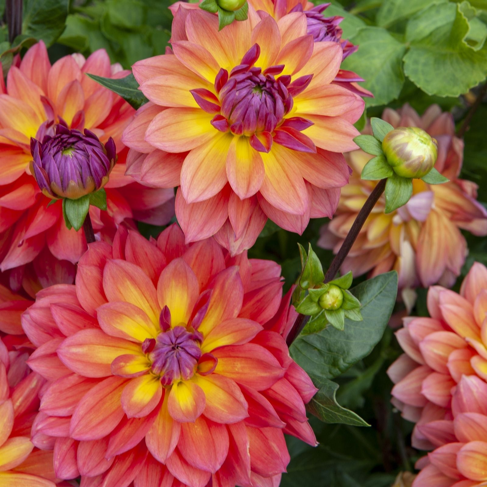 Plants 2 Gardens Dahlia Firepot 3 x Bare Root