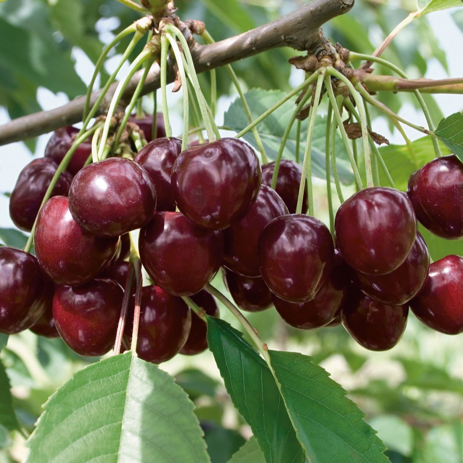 Plants2Gardens Prunus Kordia 5ltr