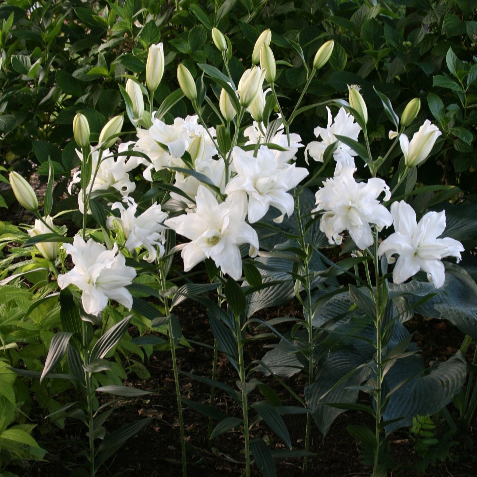 Thompson & Morgan Lily 'Lotus Trio' x 9 Bulbs