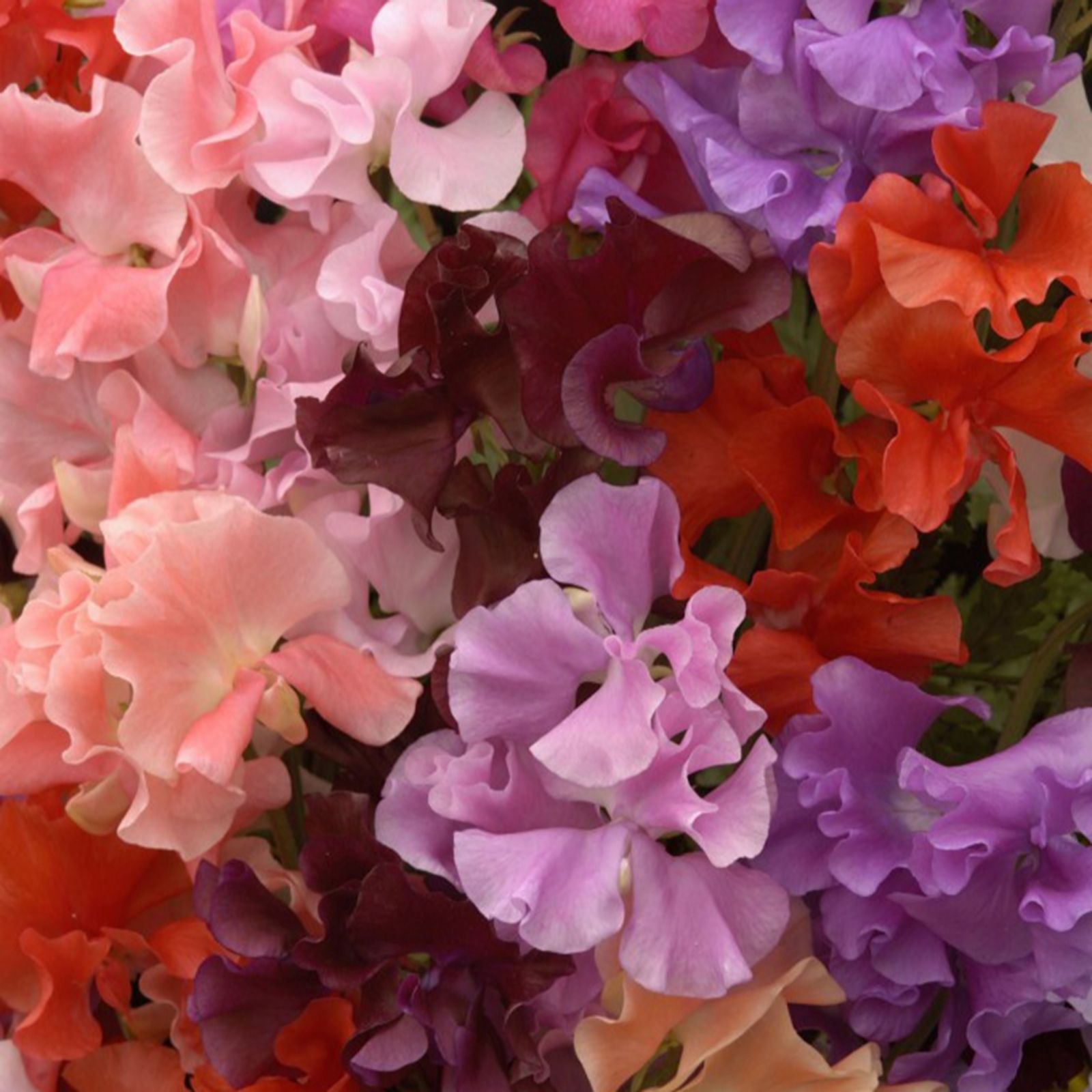 Thompson & Morgan Sweet Pea Sweet Dreams 5cm Plug x 6 + Pistachio Tower Pot