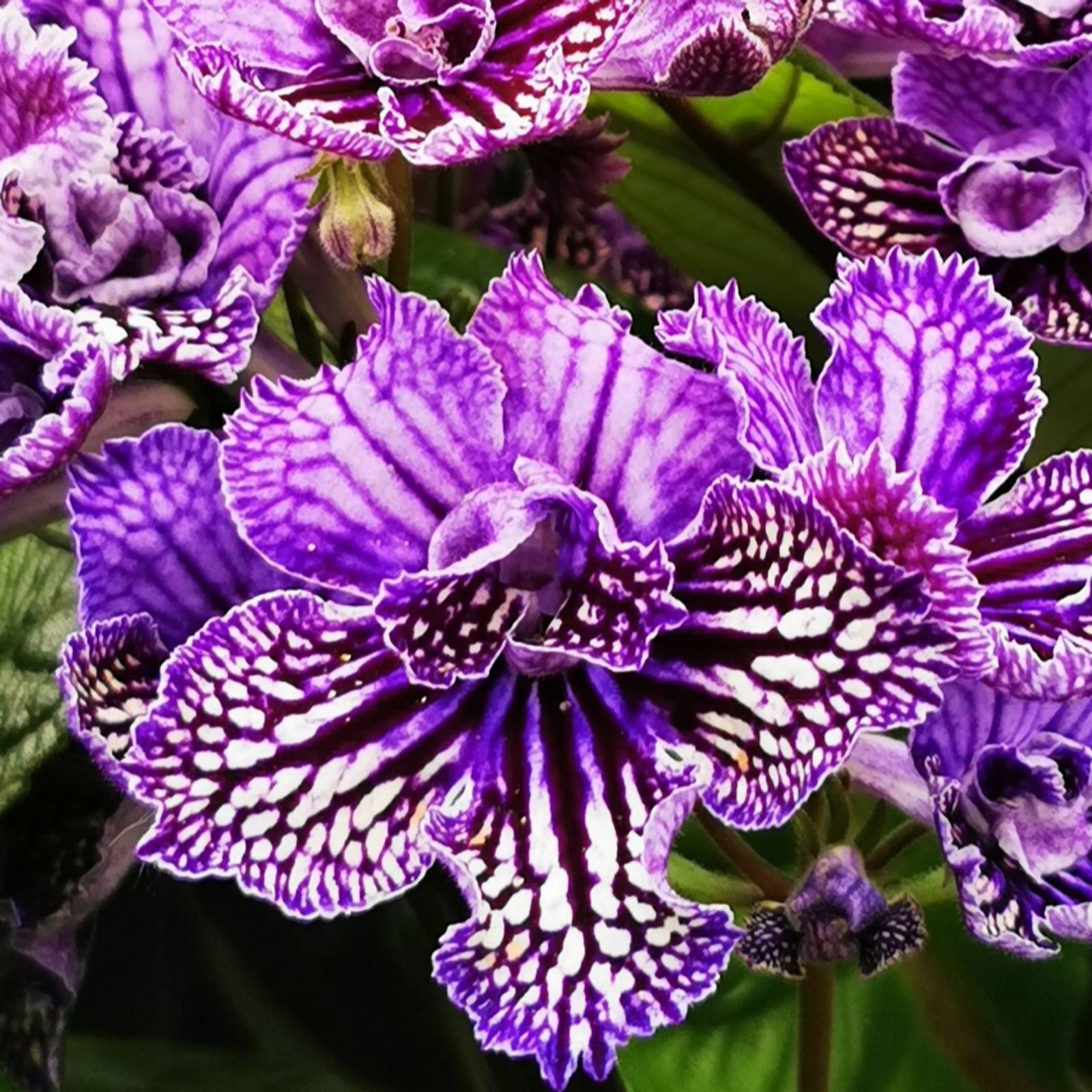 Dibleys Streptocarpus Sirius