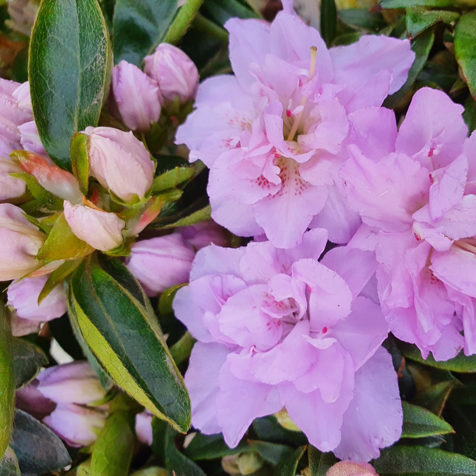Plants2Gardens Azalea Elsie Lee 3L