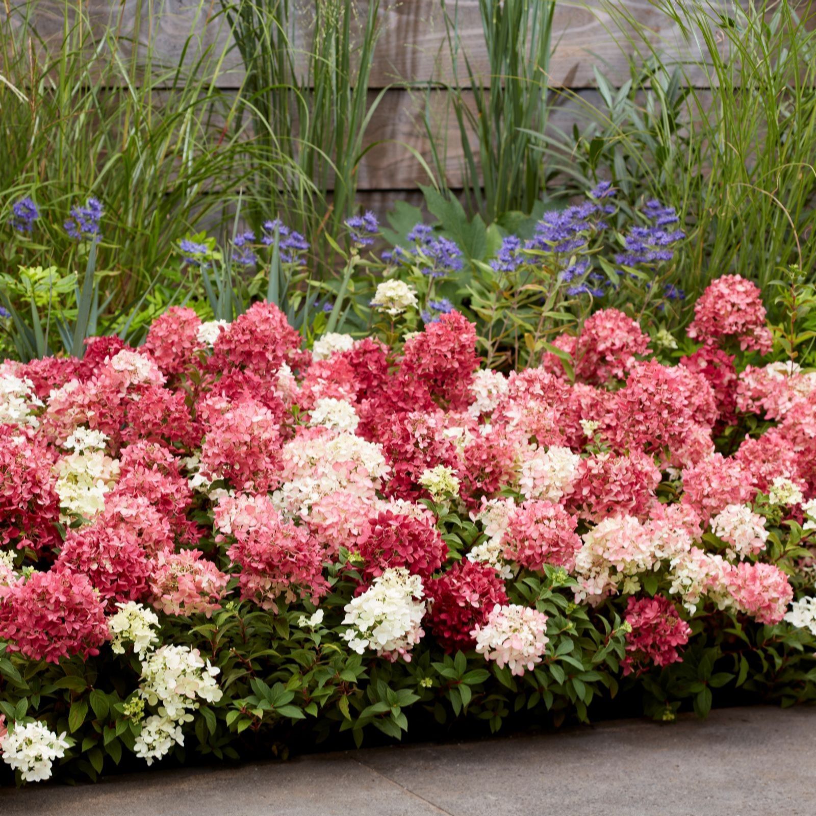 Thompson & Morgan Hydrangea Groundbreaker Ruby 2x 14cm Pots