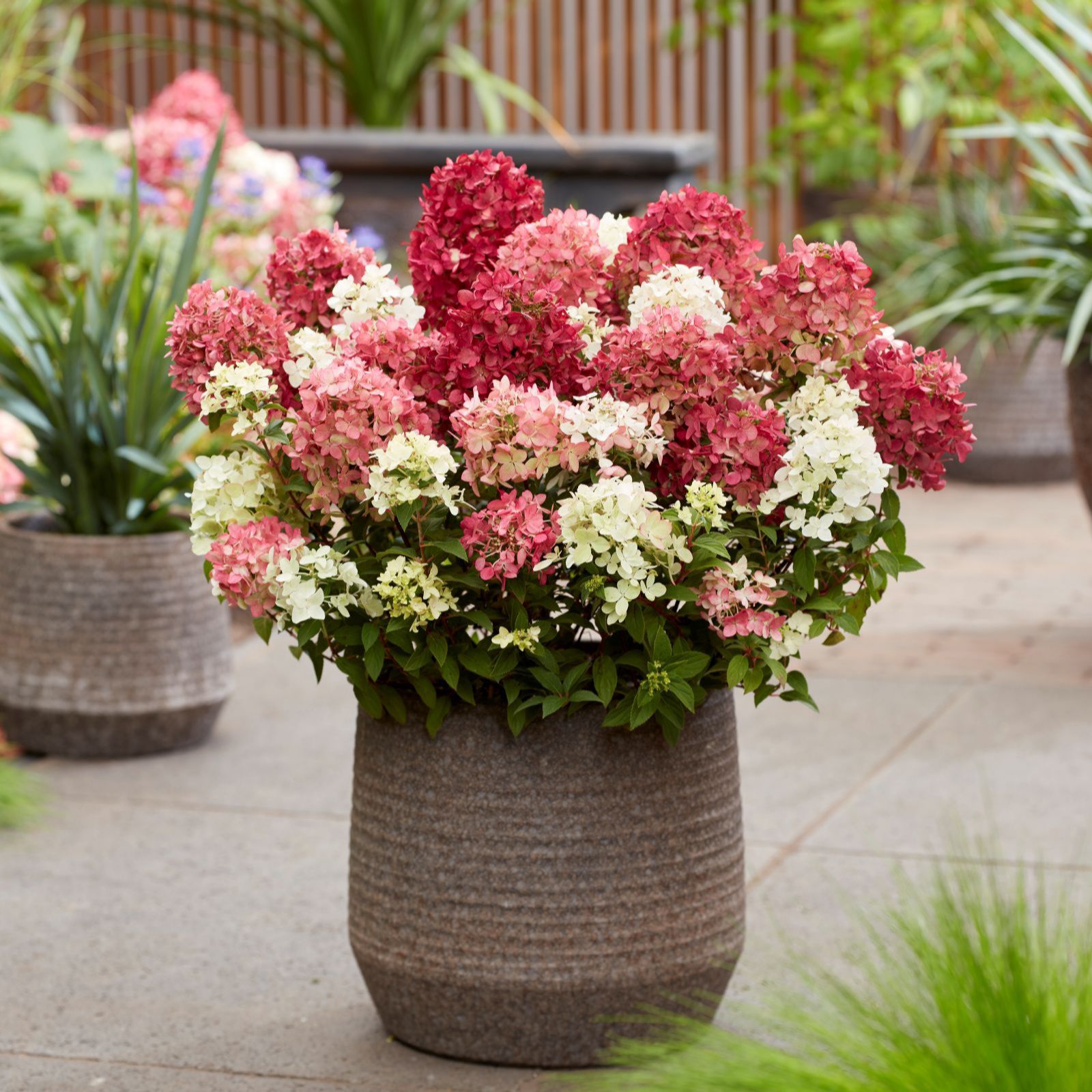 Thompson & Morgan Hydrangea Groundbreaker Ruby 2x 14cm Pots - QVC UK