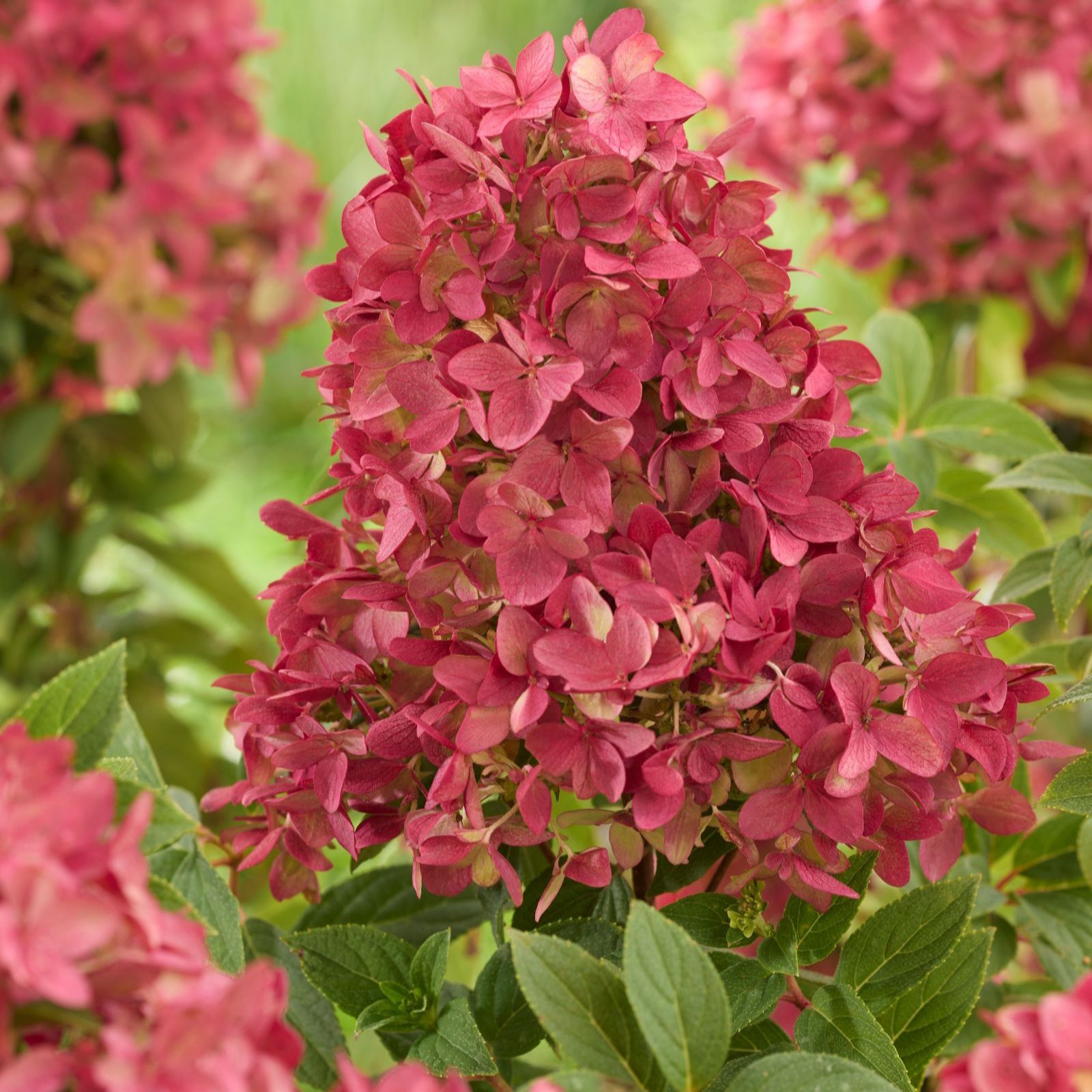 ◆Hydrangea4936◆ Thompson & Morgan Hydrangea Groundbreaker Ruby 2x 14cm Pots - QVC UK