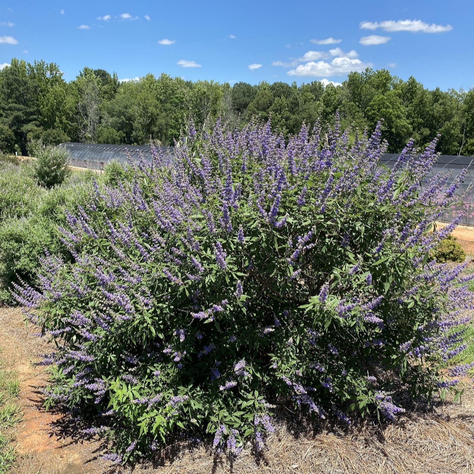 Plants2Gardens Vitex Queen Bee 3L Potted Plant