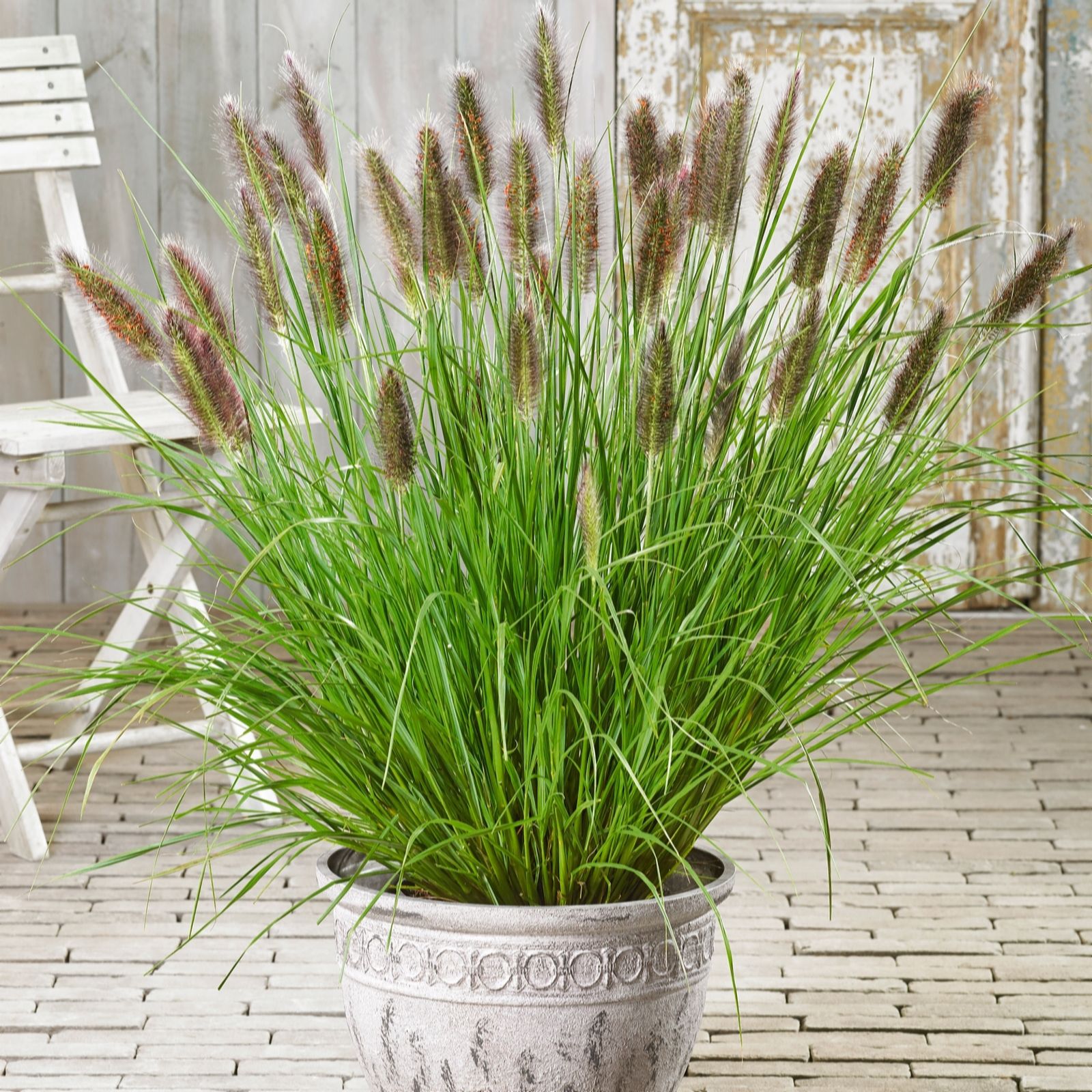 Plants 2 Gardens Pennisetum viridescens 6.5 litre Potted Plant