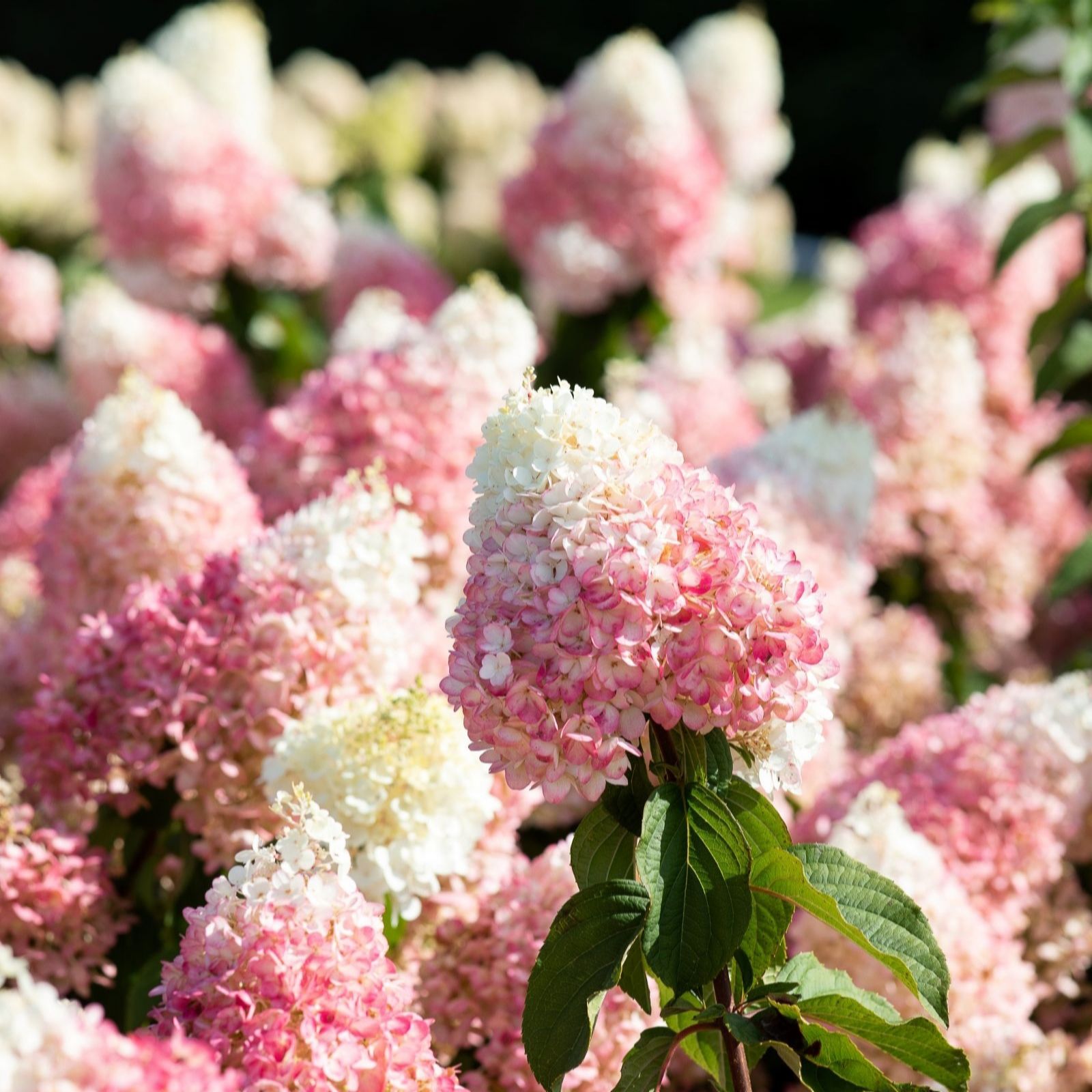 Thompson & Morgan Hydrangea Living Strawberry Blossom 12cm Pot