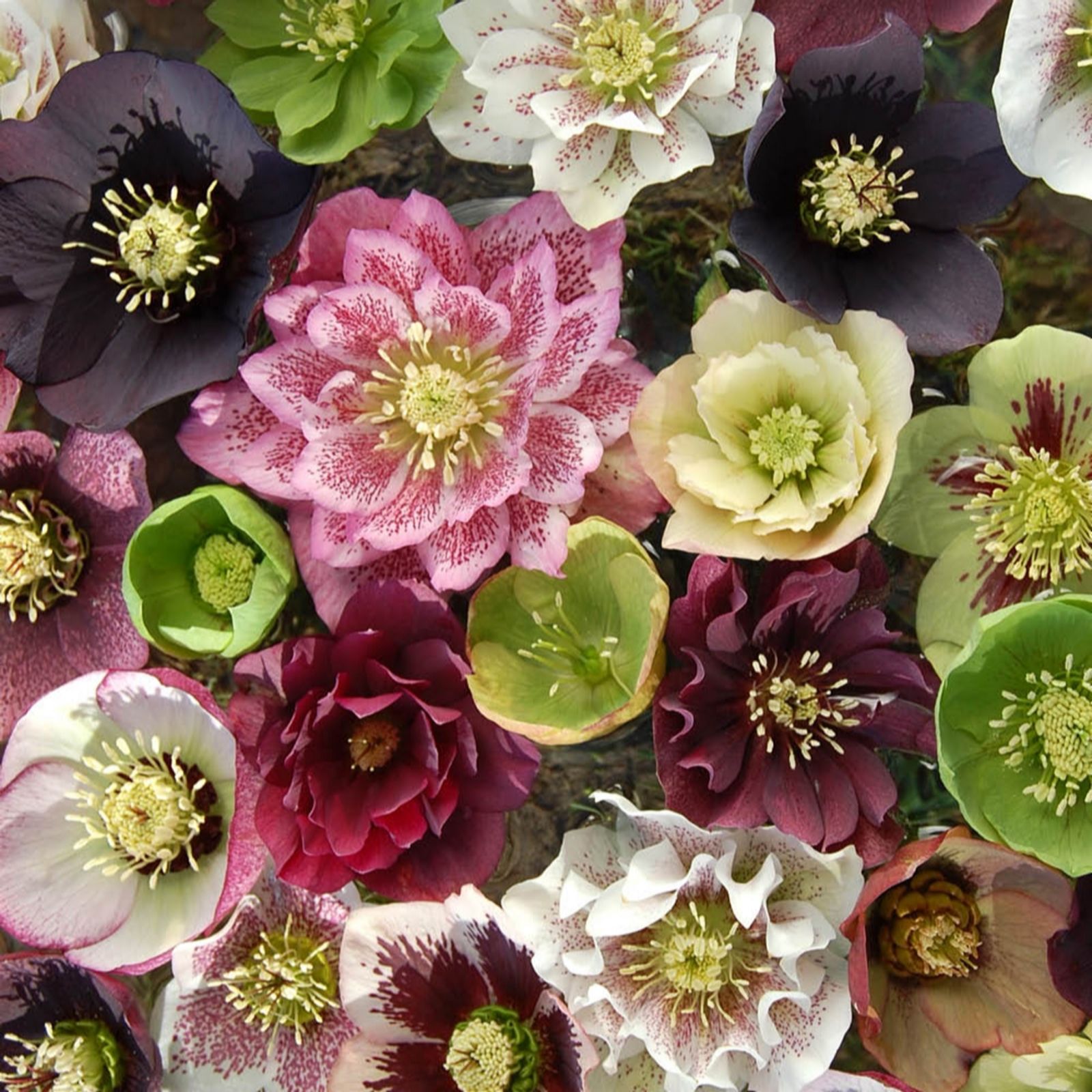 YouGarden Hellebore 'Double Ellen' Mixed Plug Plants x 10