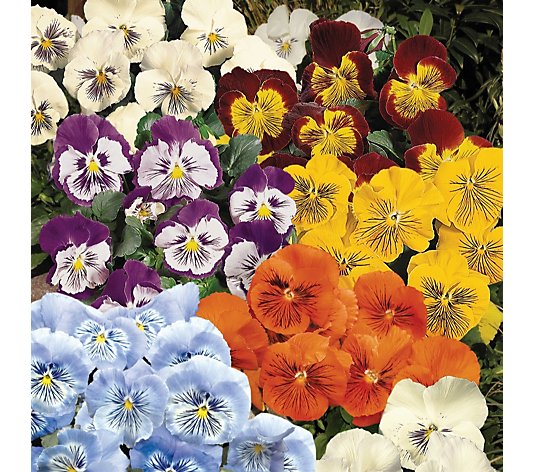 Precious Plants Garden Ready Pansy Cats Whiskers Mixed 12 x 5cm