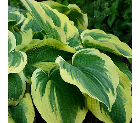 Hayloft Handsome Hosta Collection 3x Young Plants