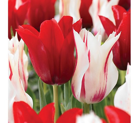 de Jager Tulip Marilyn & Tulip Pieter