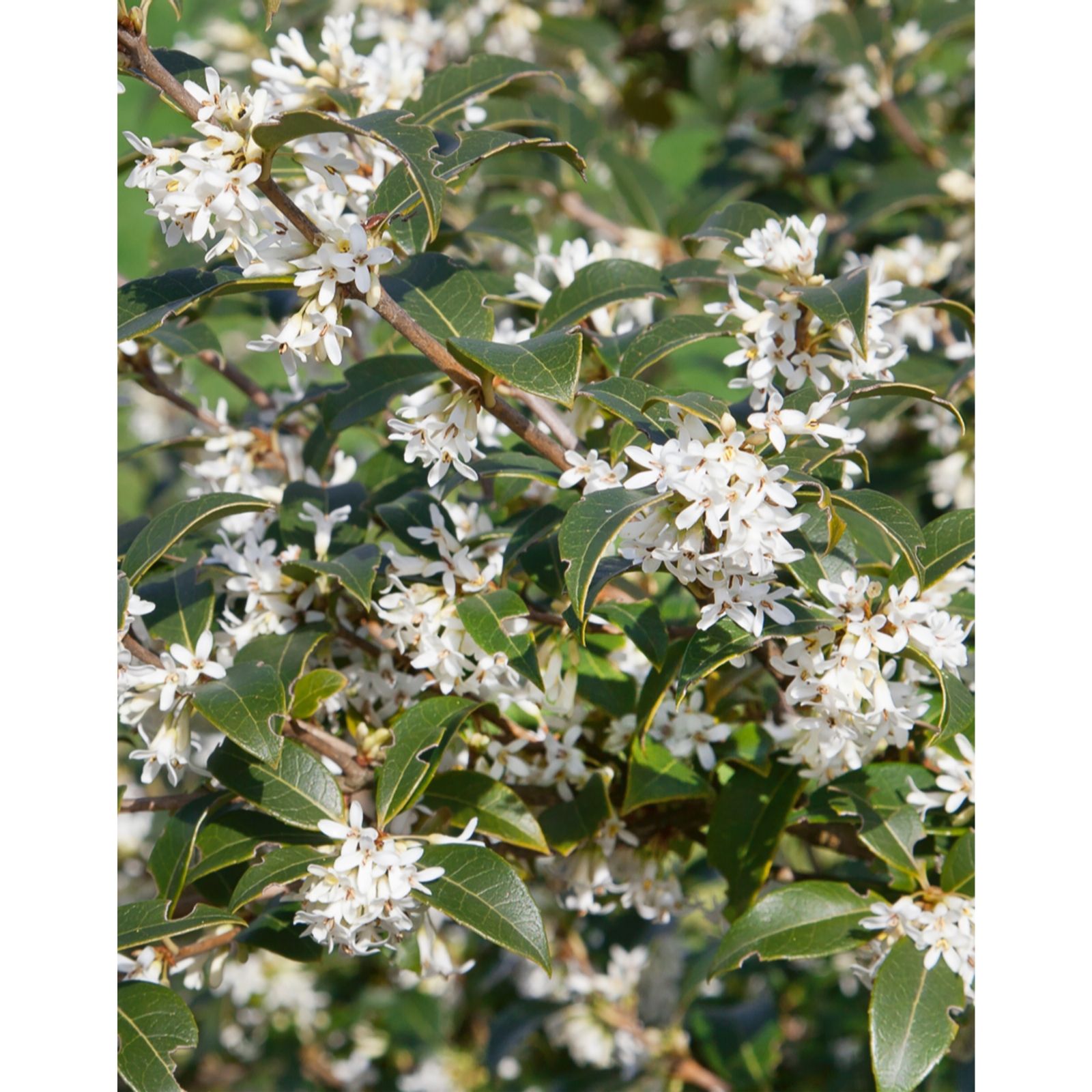 Plants2Gardens Osmanthus Burkwoodii in 5 Litre Pot - QVC UK