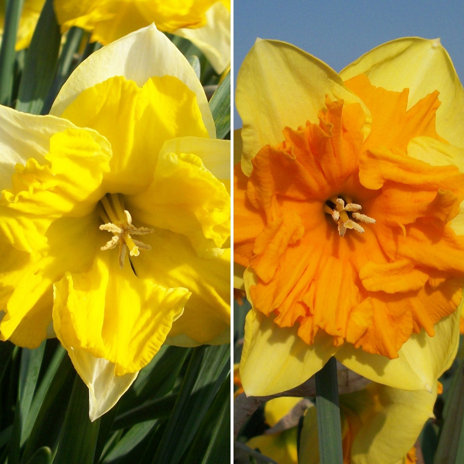 Richard Jackson's Butterfly Daffodils 10x 14/16 bulbs