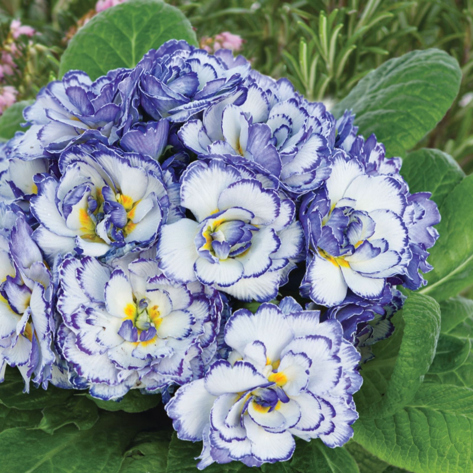 de Jager Highly Scented Double Primula Belarina 3.5cm Young Plants x6 ...