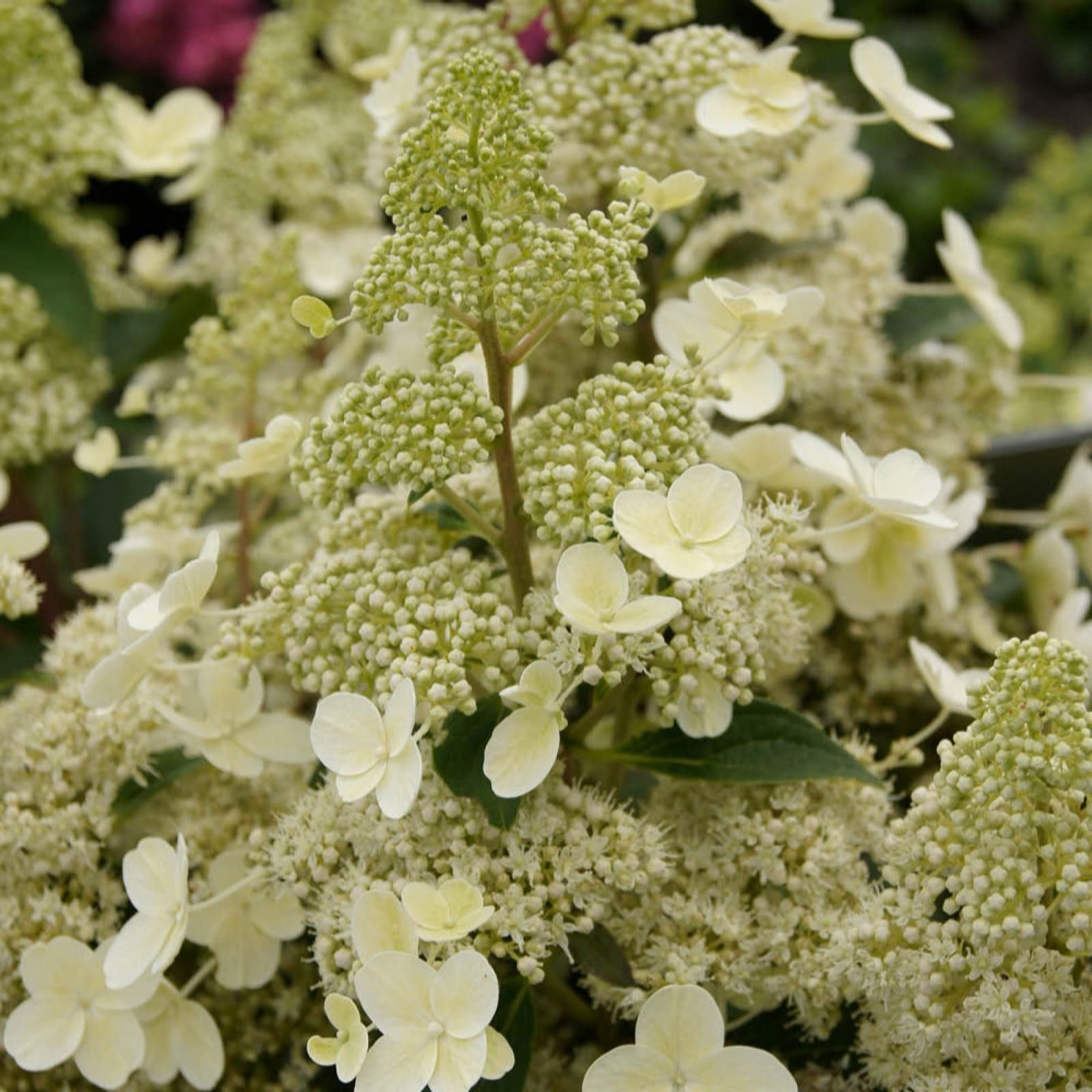 YouGarden Hydrangea Paniculata 'Magical Himalaya'