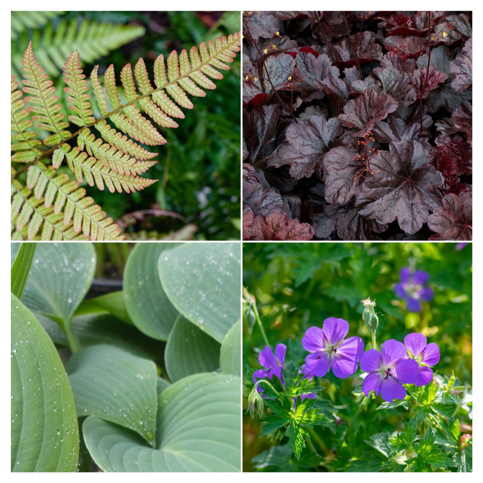 Dig Club Jungle Garden Starter 4 Plants Selection