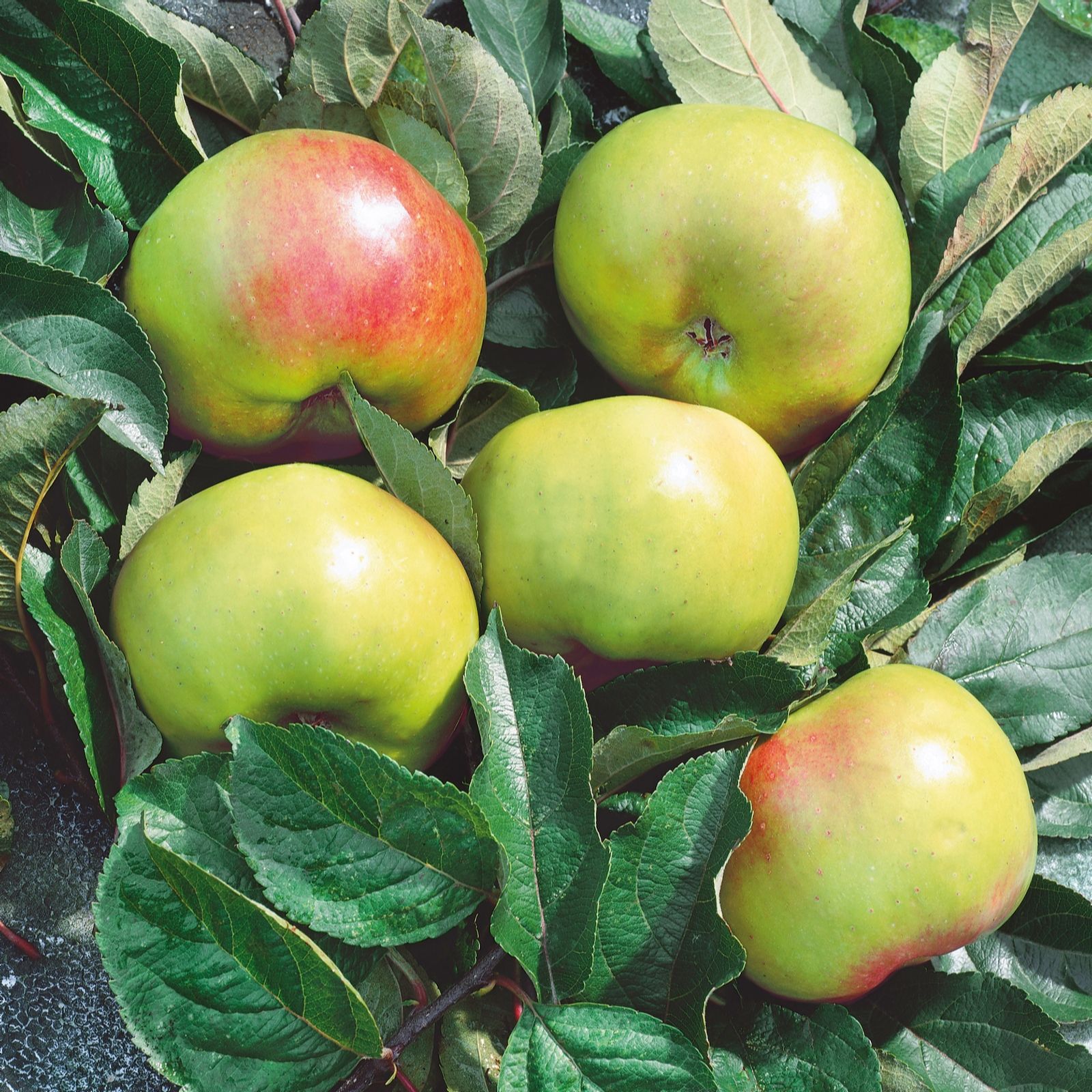 Plants2Gardens Apple Tree in 7.5 Litre Pot