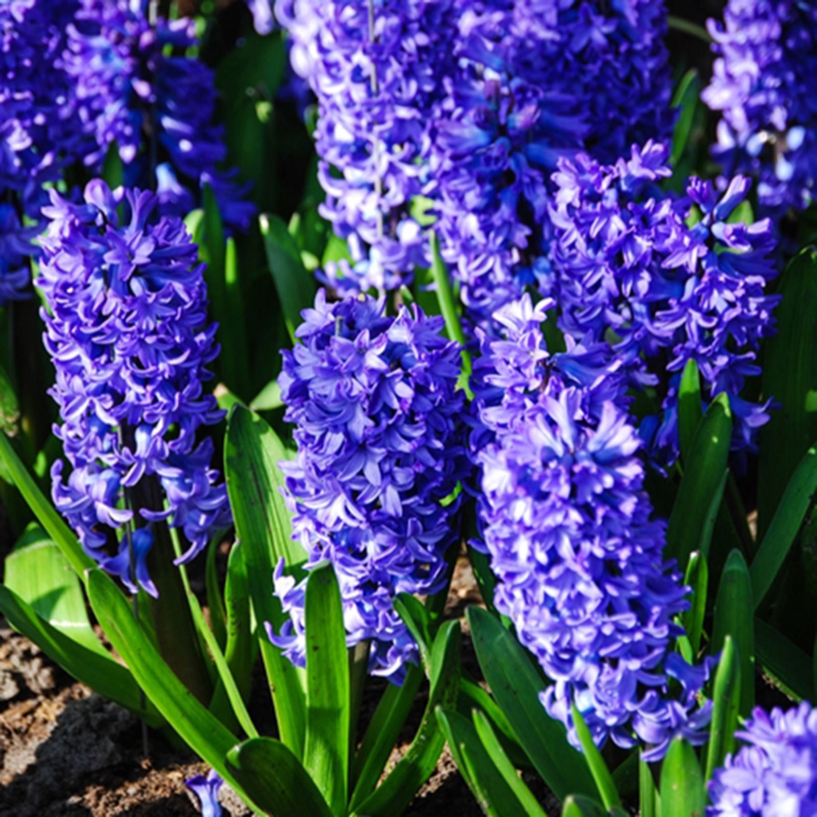 YouGarden Hyacinth Blue x20 Bulbs