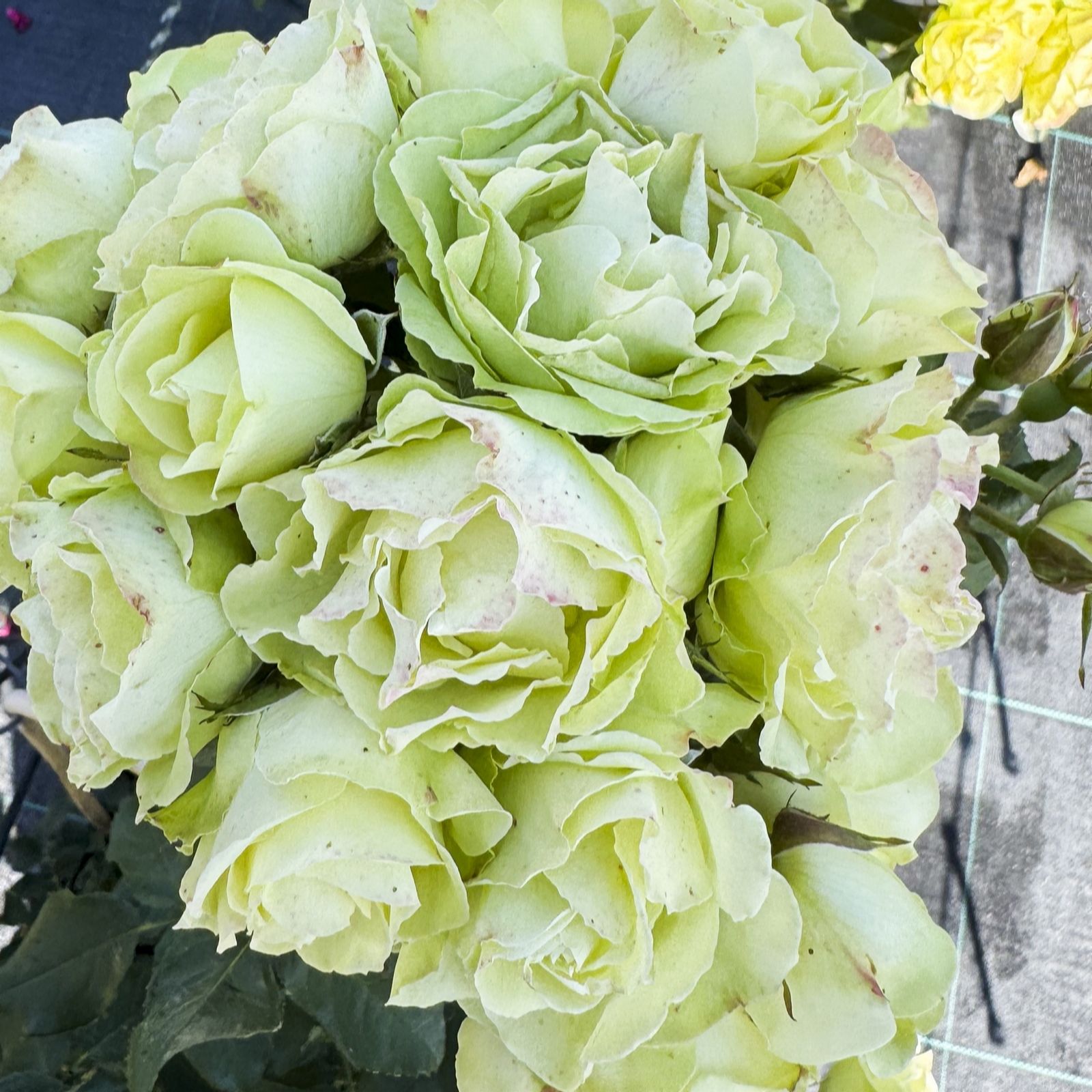 Thompson & Morgan Rose (Floribunda) Green With Envy 1 Bare Root