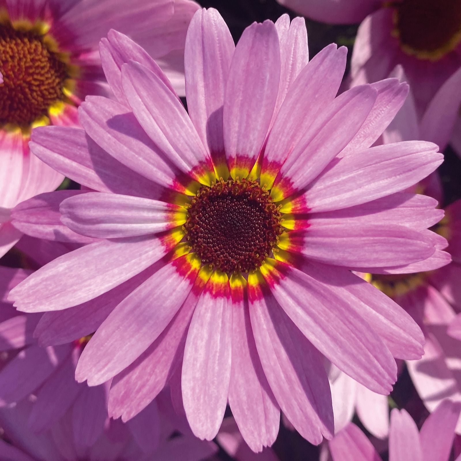 Richard Jackson Grandaisy Big Pink Power Plants 5x 5.5cm