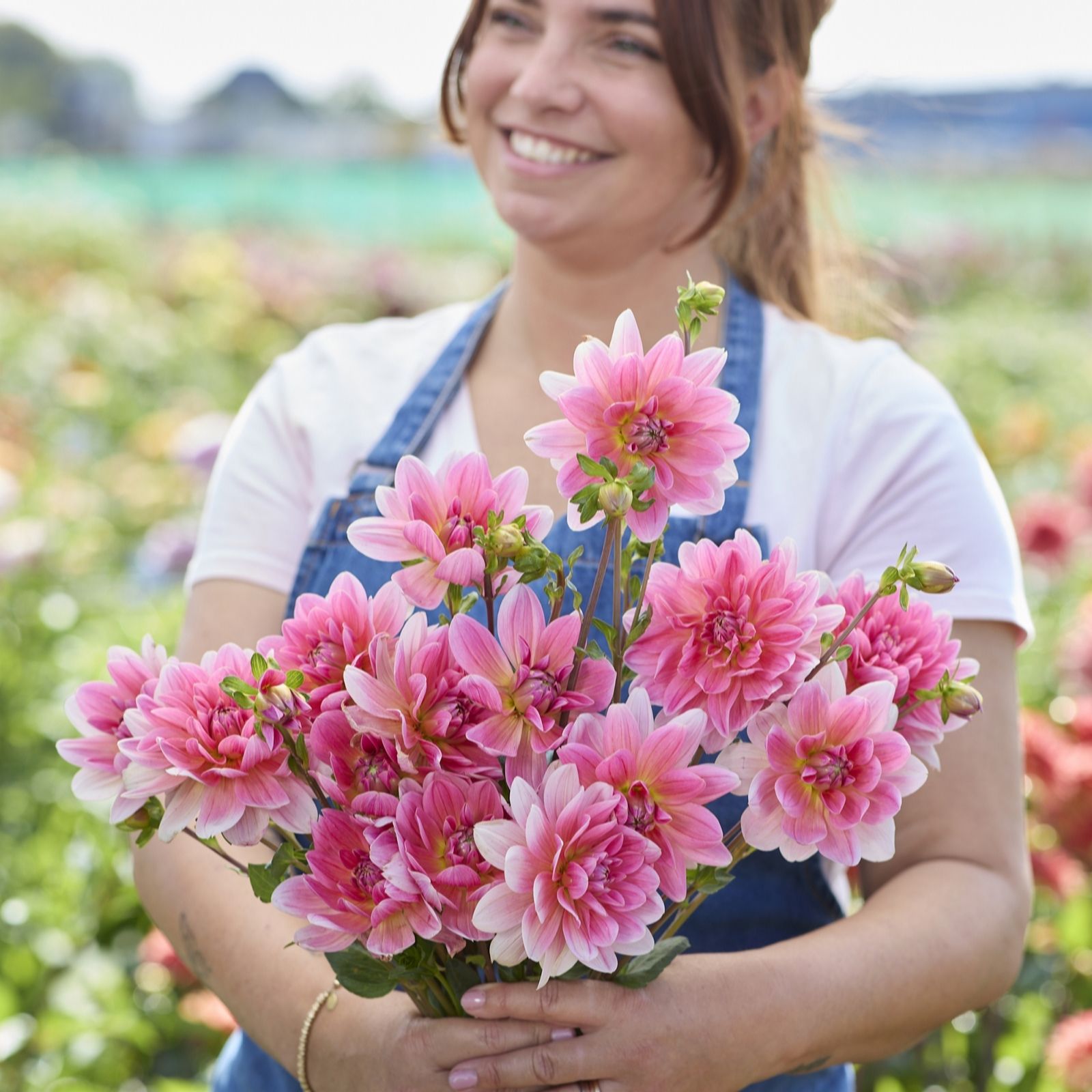 Plants2Gardens Dahlia Twiggy with Planters