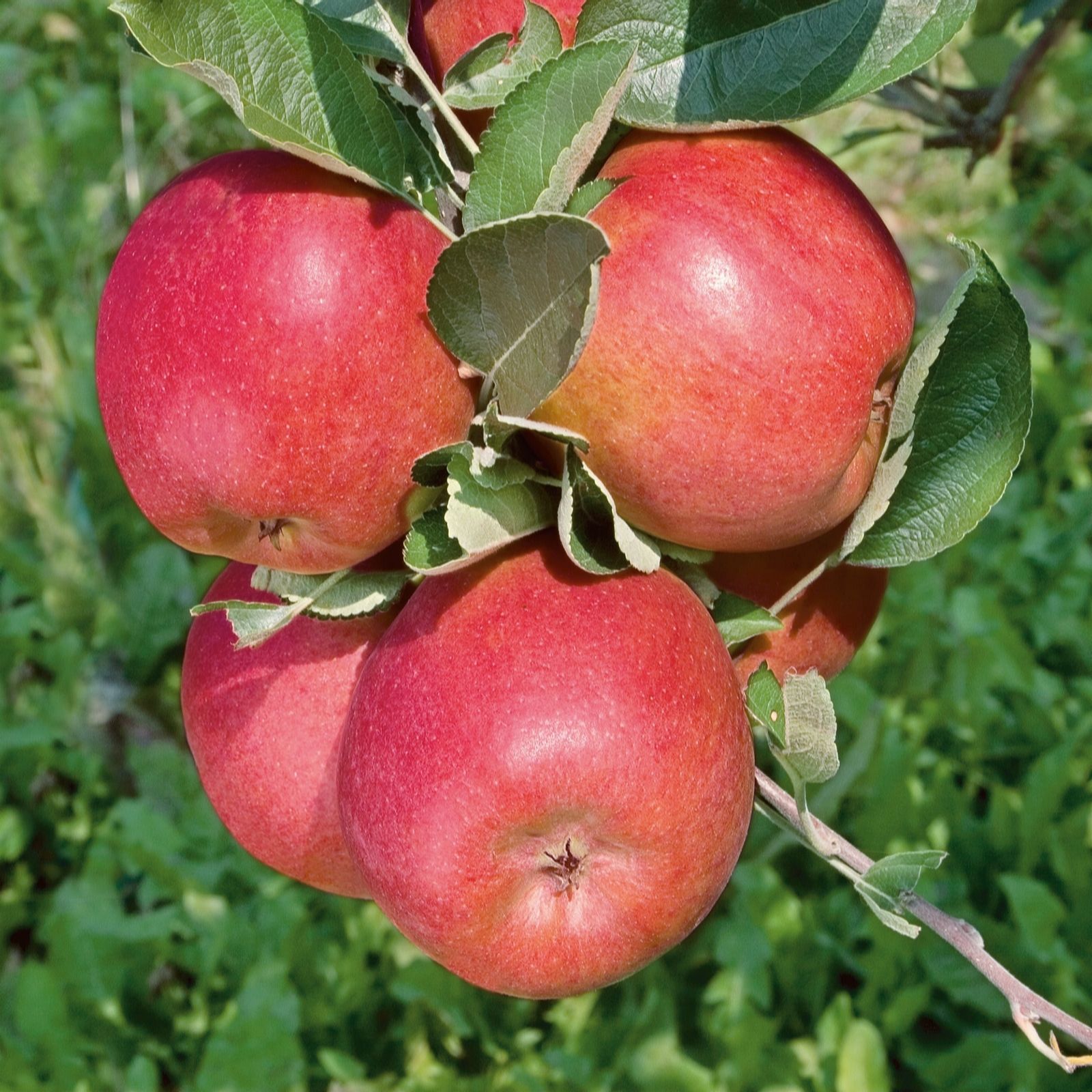 Plants2Gardens Malus Braeburn 5ltr
