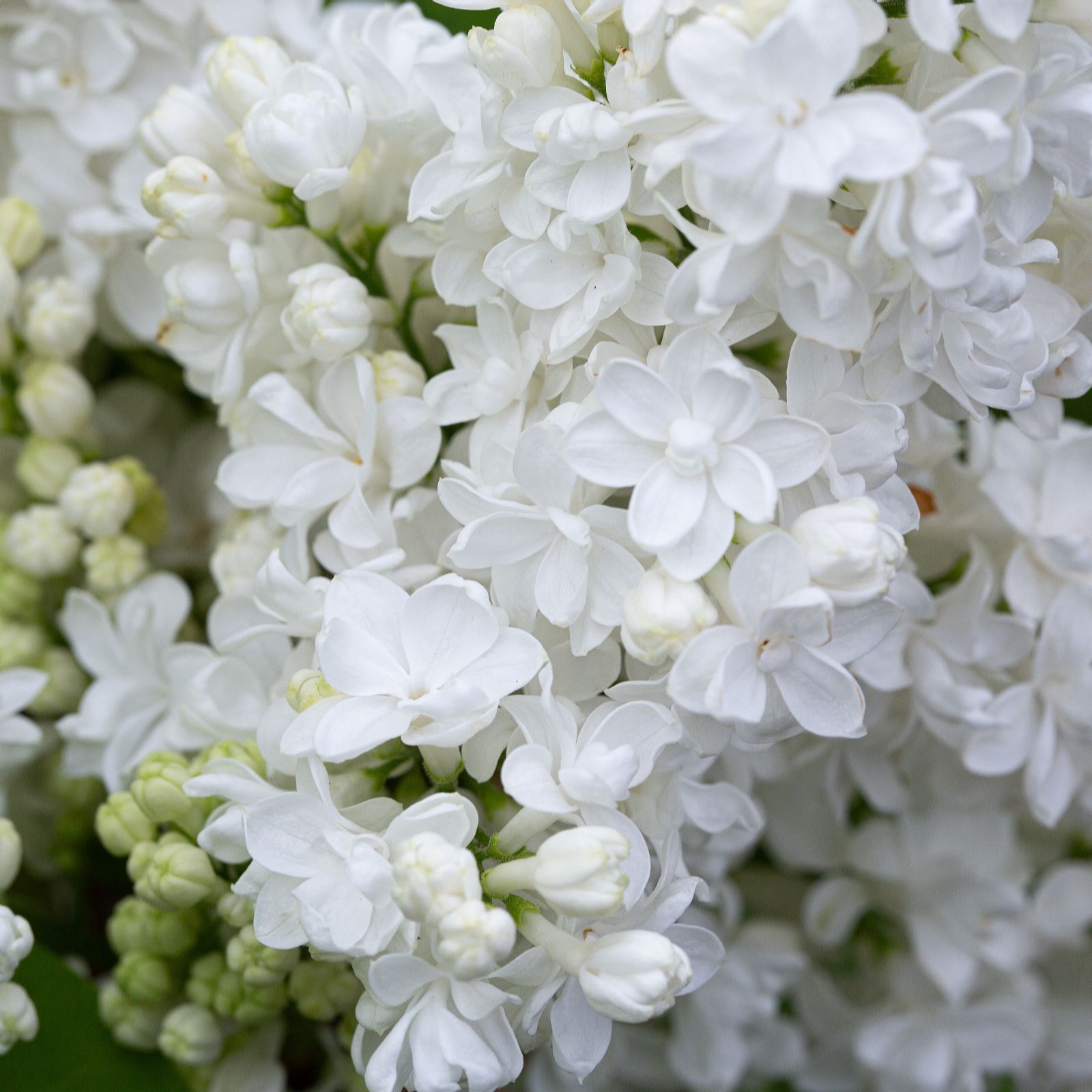 Frank P Matthews Syringa vul Madame Lemoine 12 Litre Container