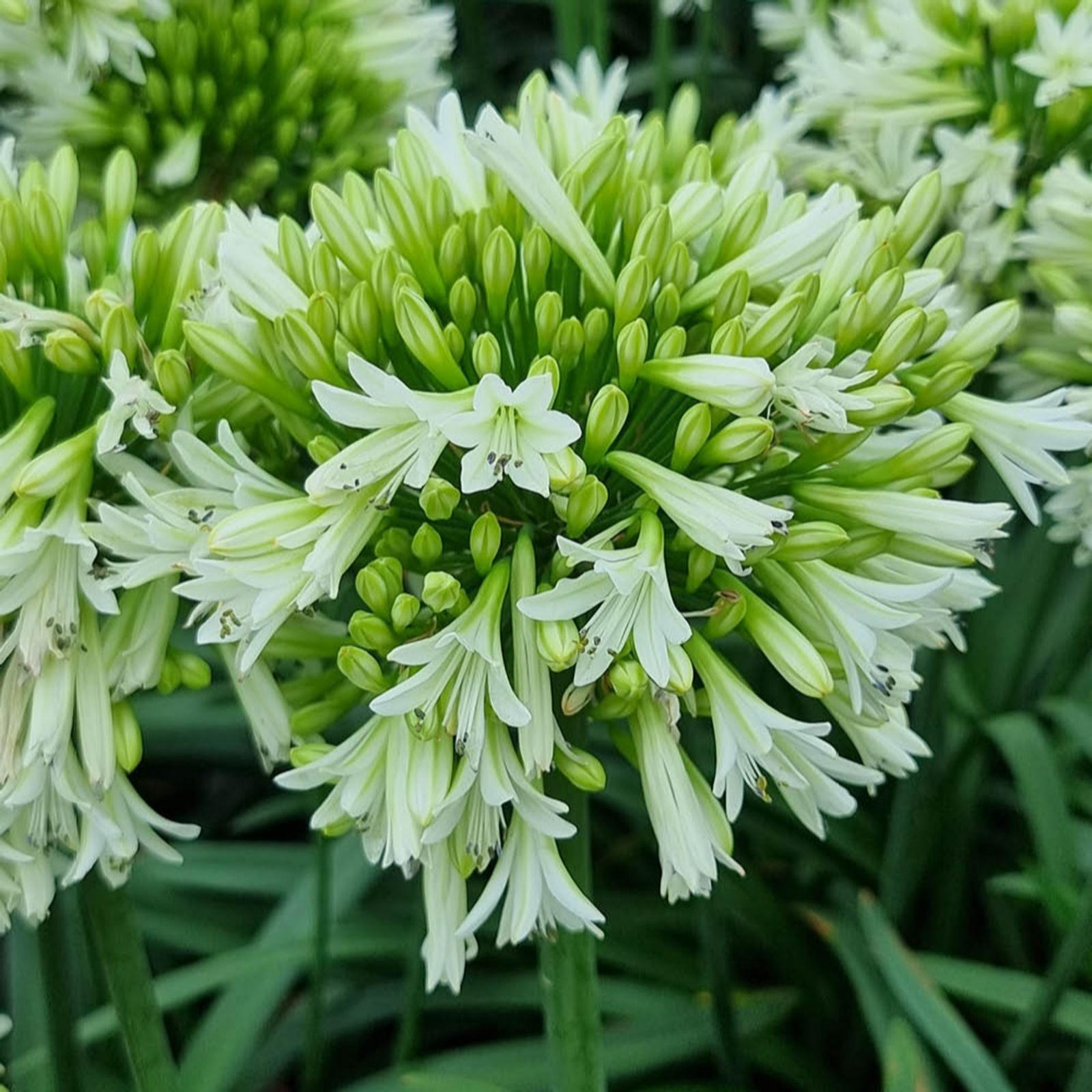 YouGarden Agapanthus 'Emerald Ice' in 9cm pots x3