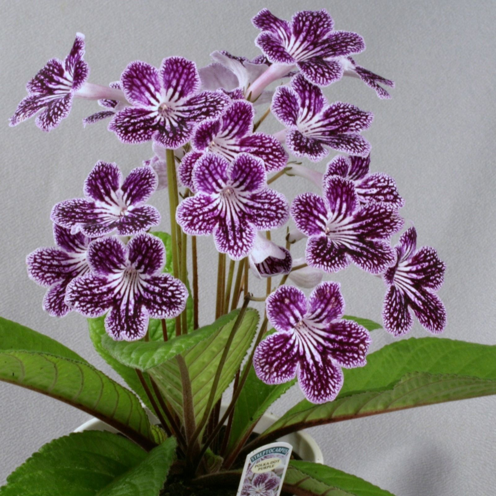 Dibleys Streptocarpus Polka-Dot Purple
