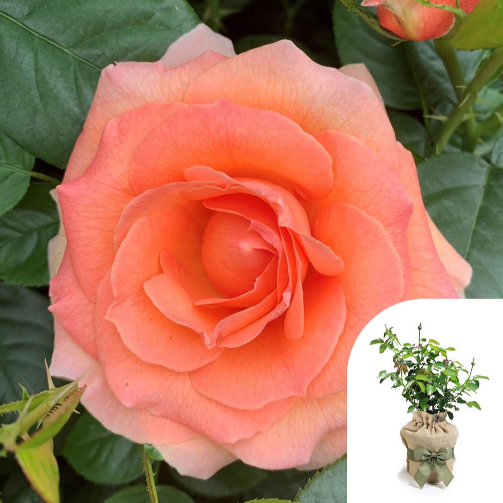 Harkness Roses Rose 'Fab at 80' in a 4L Pot Gift Wrapped