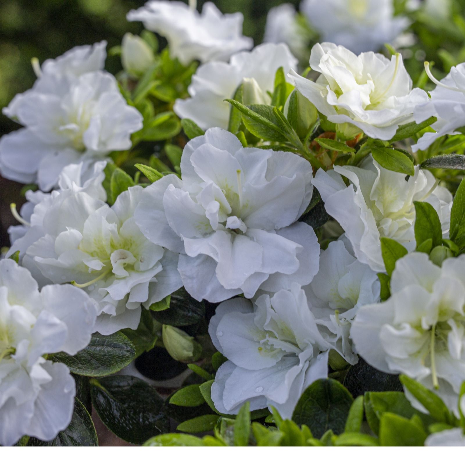 Plants2Gardens Azalea Snow Pearl 3L