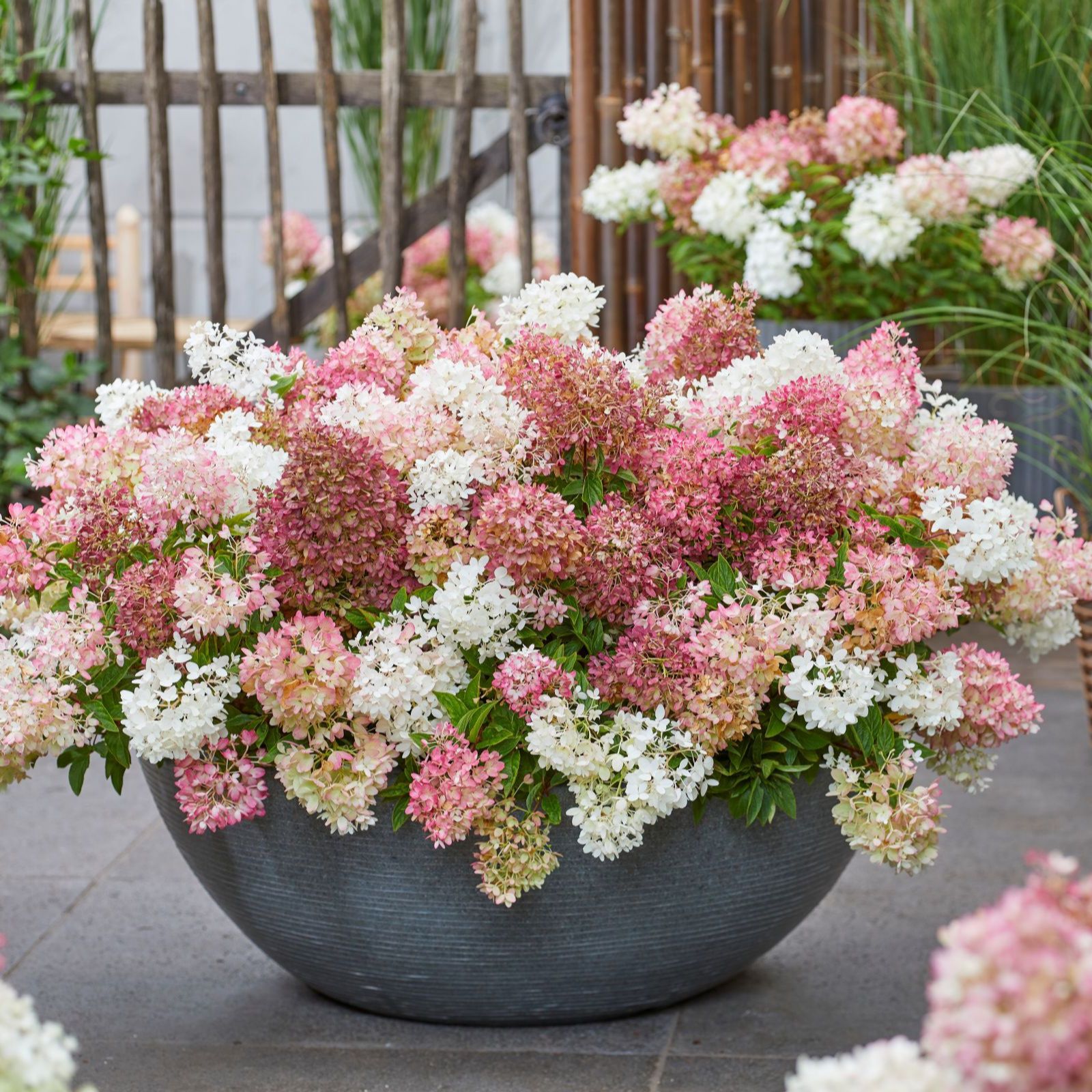 Thompson & Morgan Hydrangea Groundbreaker 2x 14cm Pots