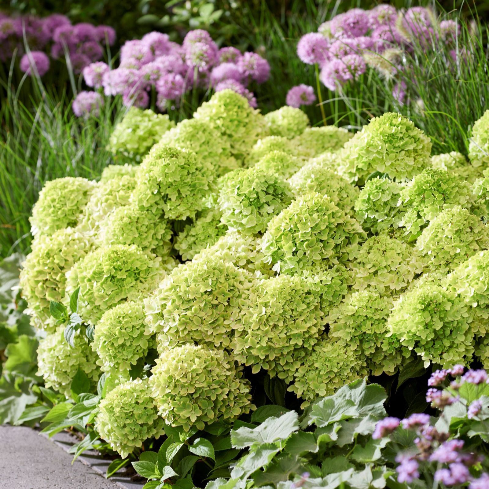 Thompson & Morgan Hydrangea Groundbreaker 2x 14cm Pots