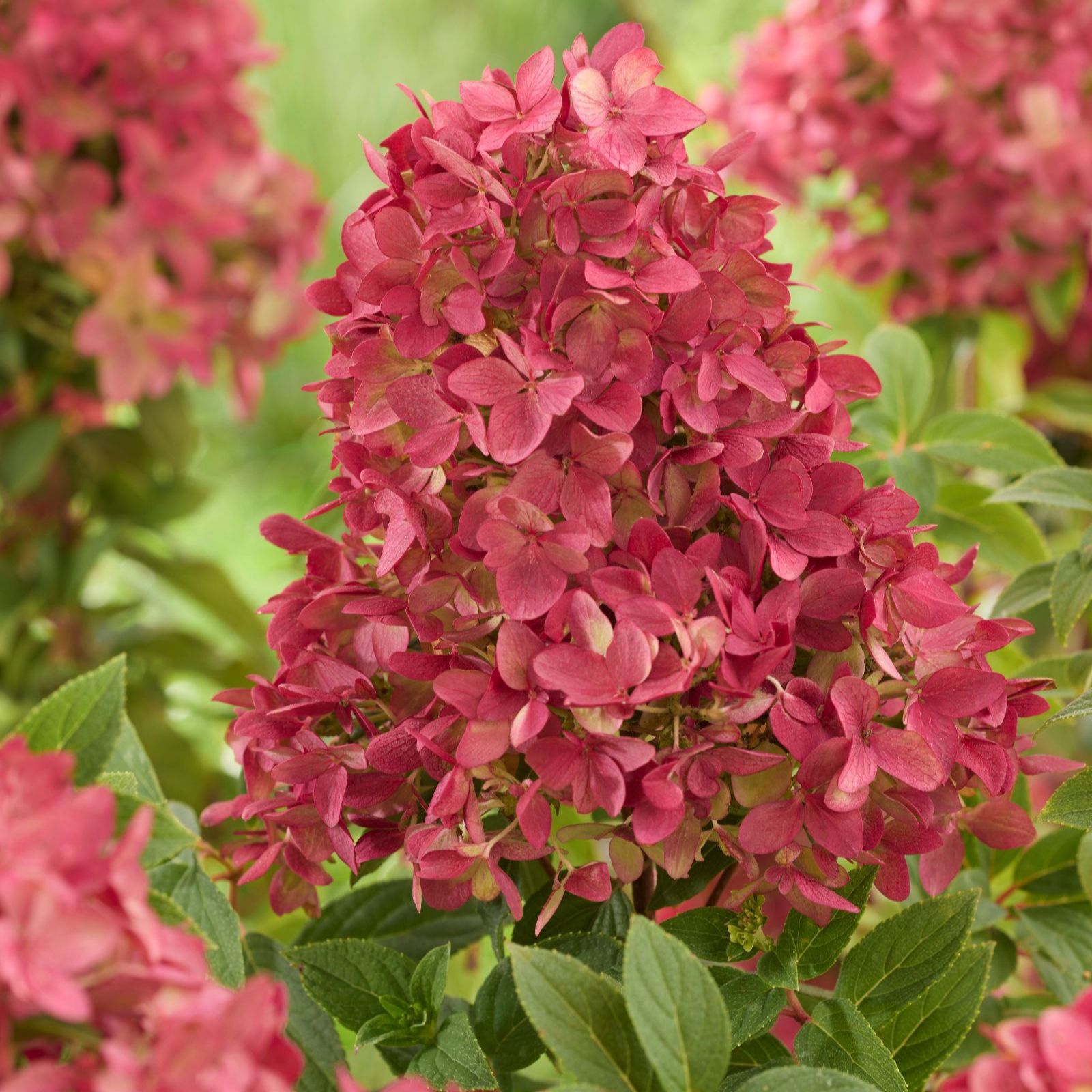 Thompson & Morgan Hydrangea Groundbreaker 2x 14cm Pots
