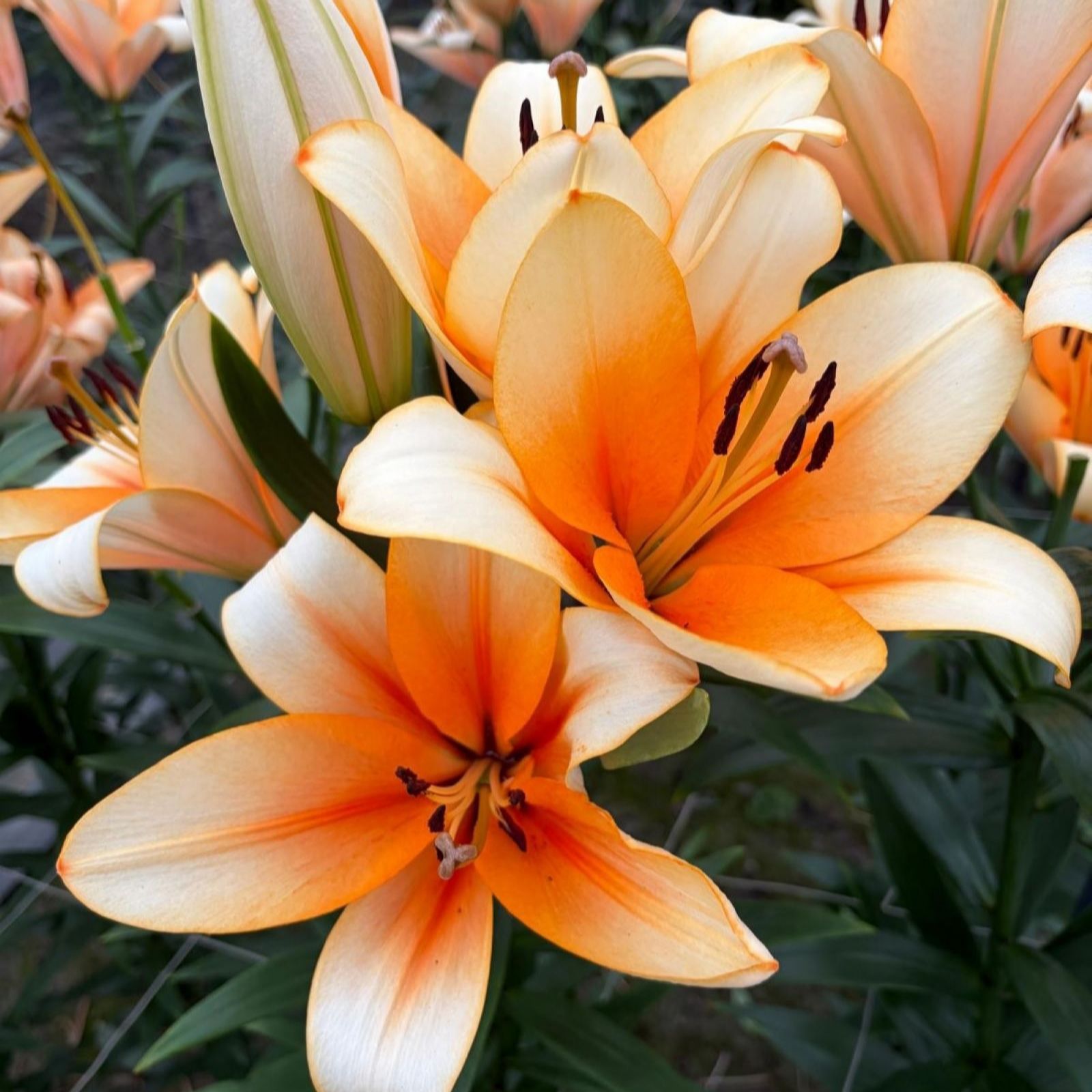 Thompson & Morgan Lily Orange Emperor 6 Bulbs