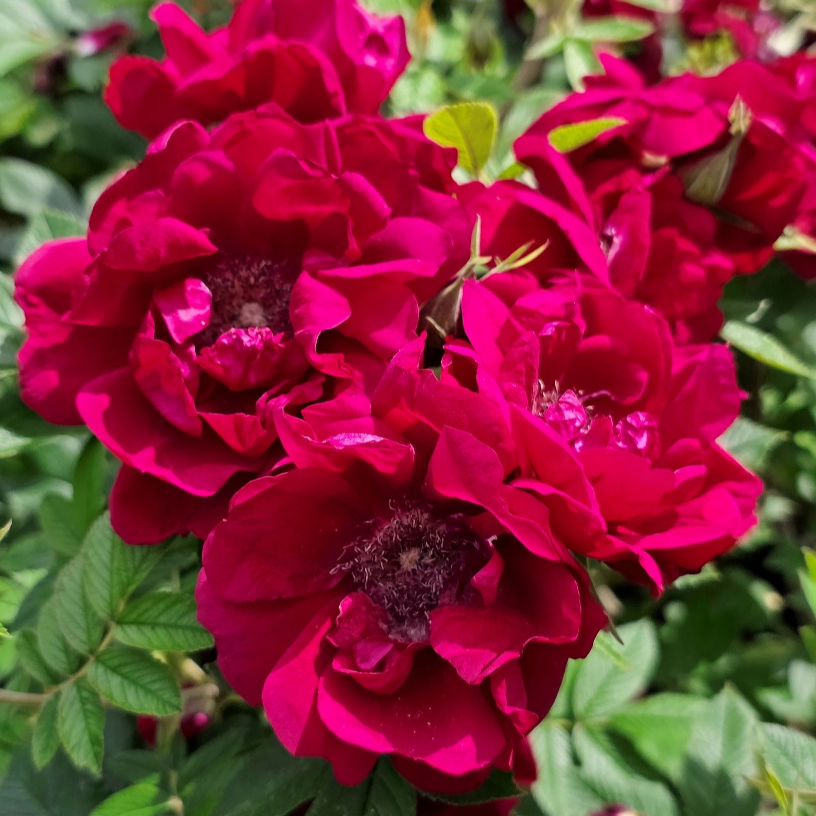 Plants2Gardens Rosa Take It Easy 2x 9cm Potted Plants