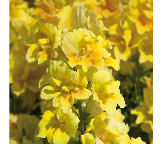 de Jager Sweetly Scented Double Twinny Snapdragons 12x 3.1cm Young Plants