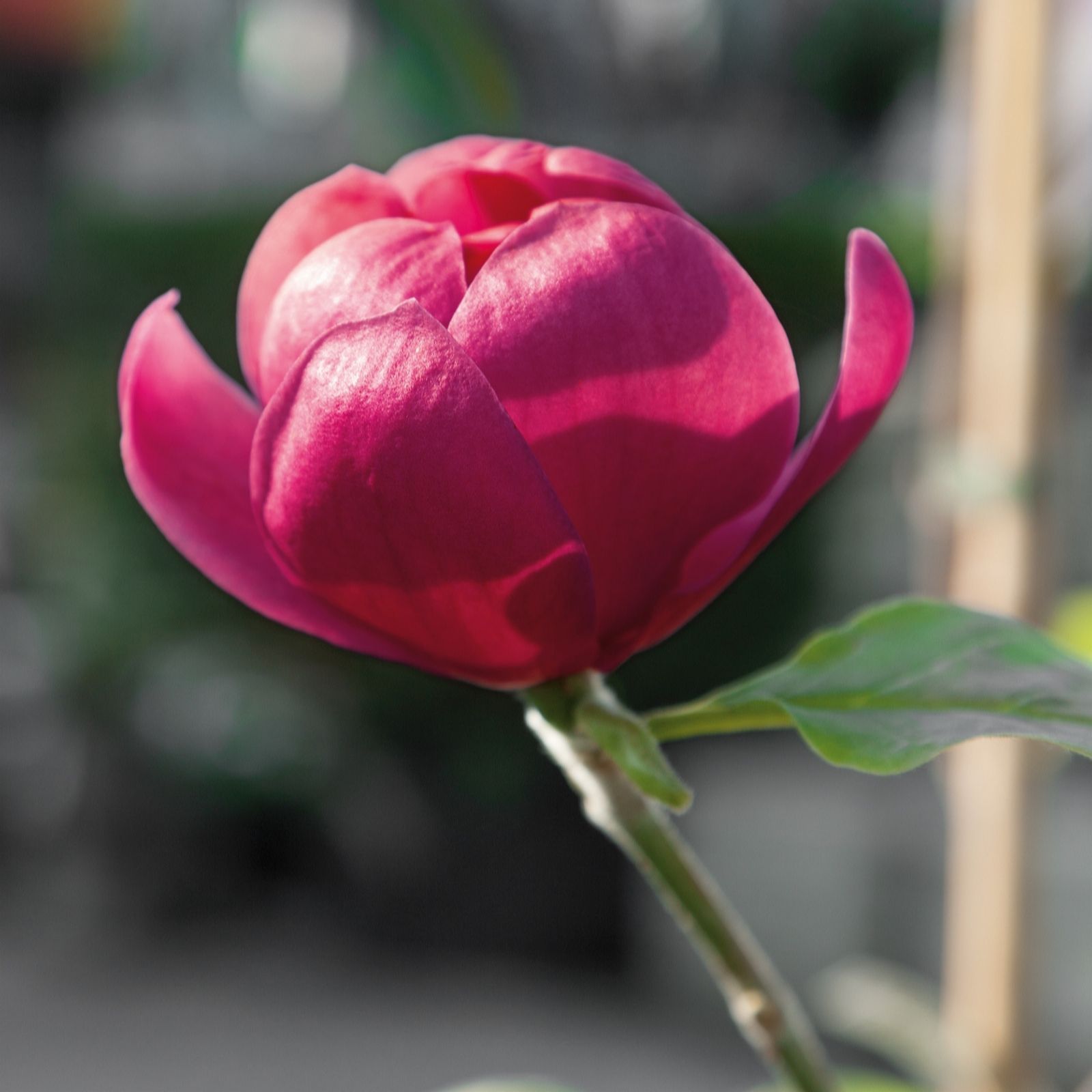 Plants2Gardens Magnolia Black Tulip in 4 Litre Pot