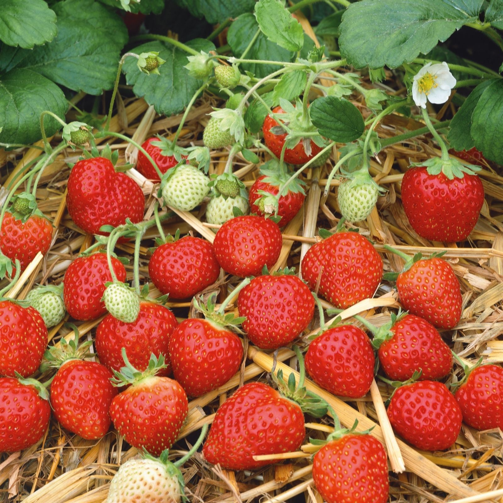 Plants2Garden Strawberry Collection with Tri-Planter