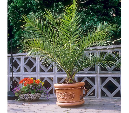 Hayloft Plants Phoenix Palm in 2.5 Litre Pot