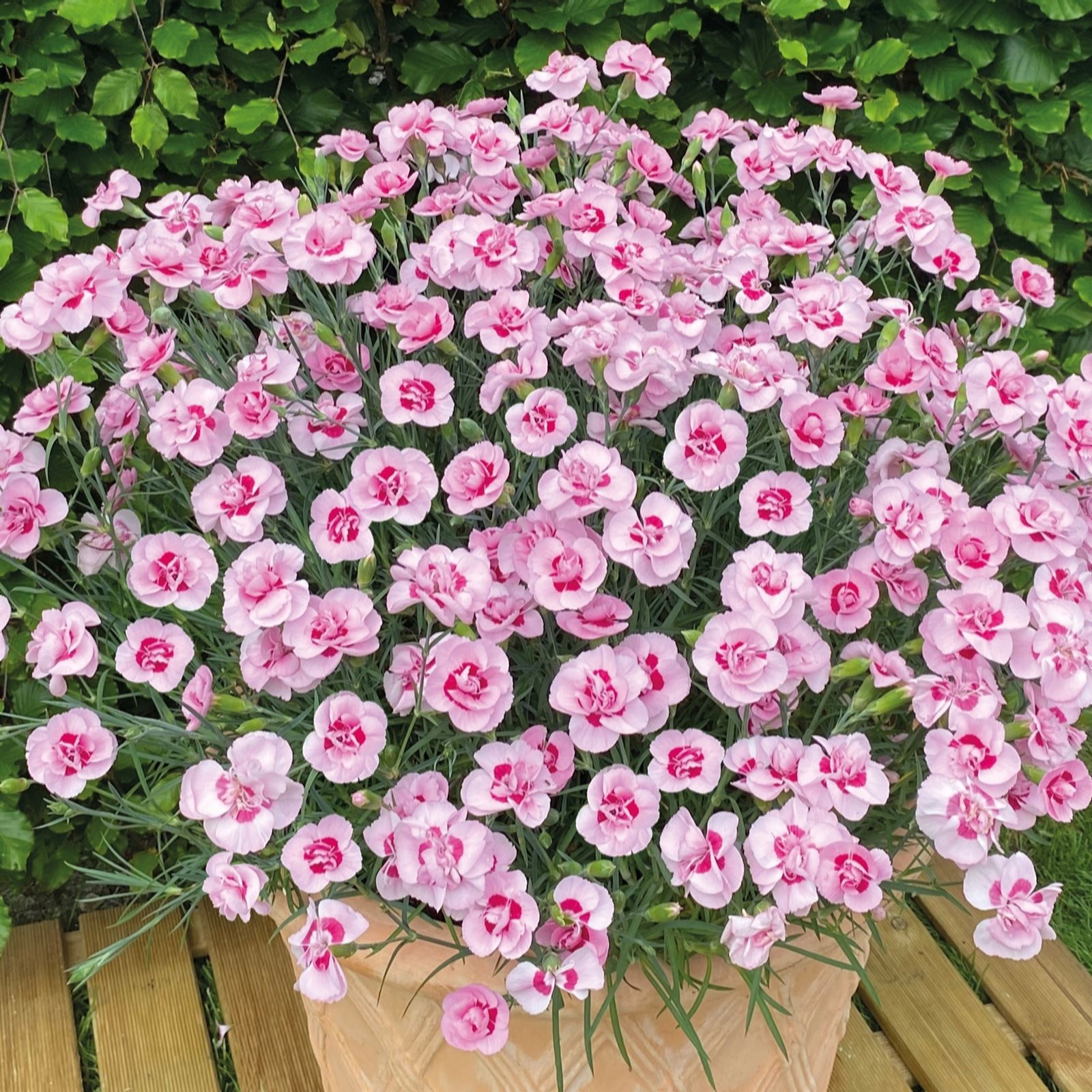 YouGarden Dianthus Baby Doris Plug Plants x18 QVC UK