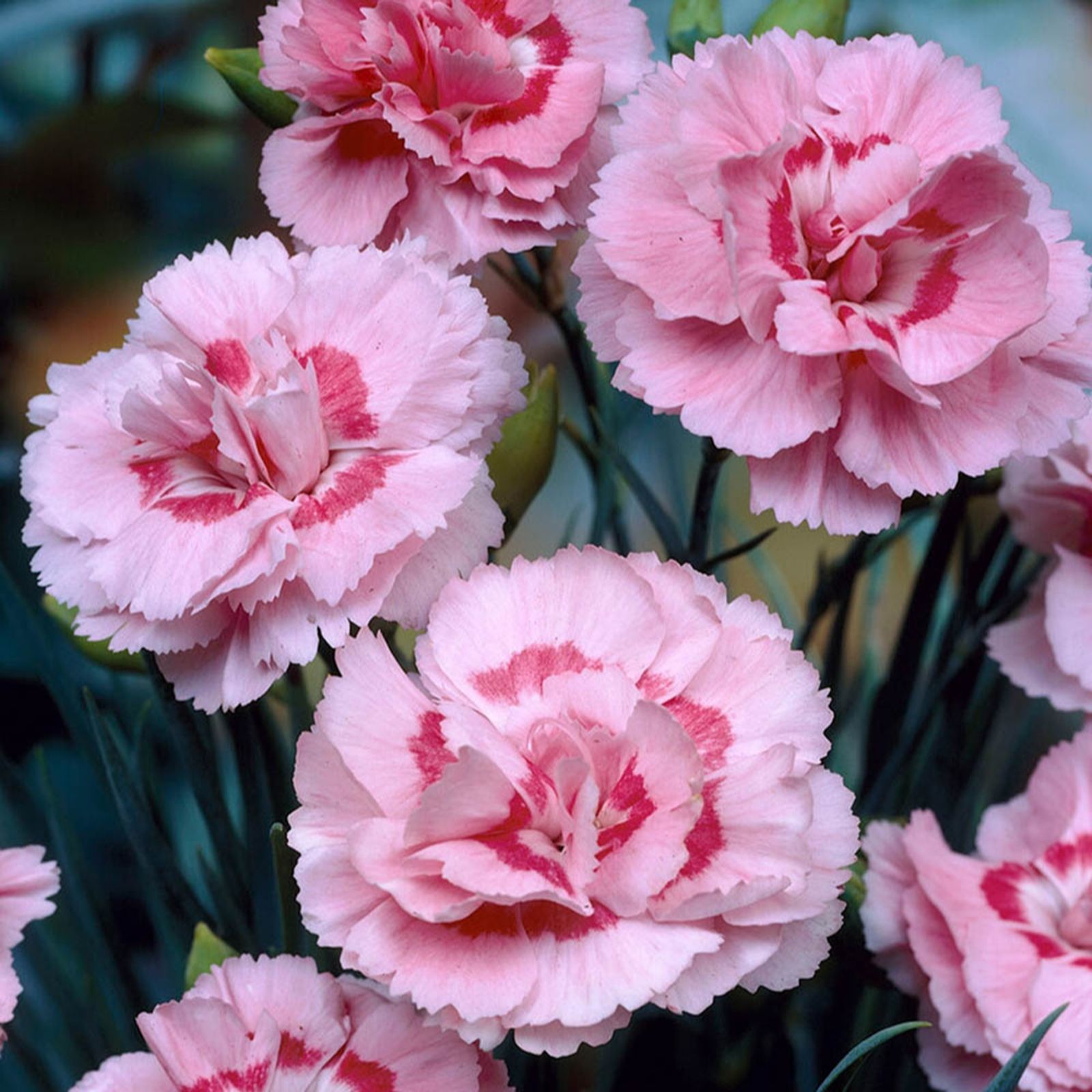 YouGarden Dianthus Baby Doris Plug Plants x18 QVC UK