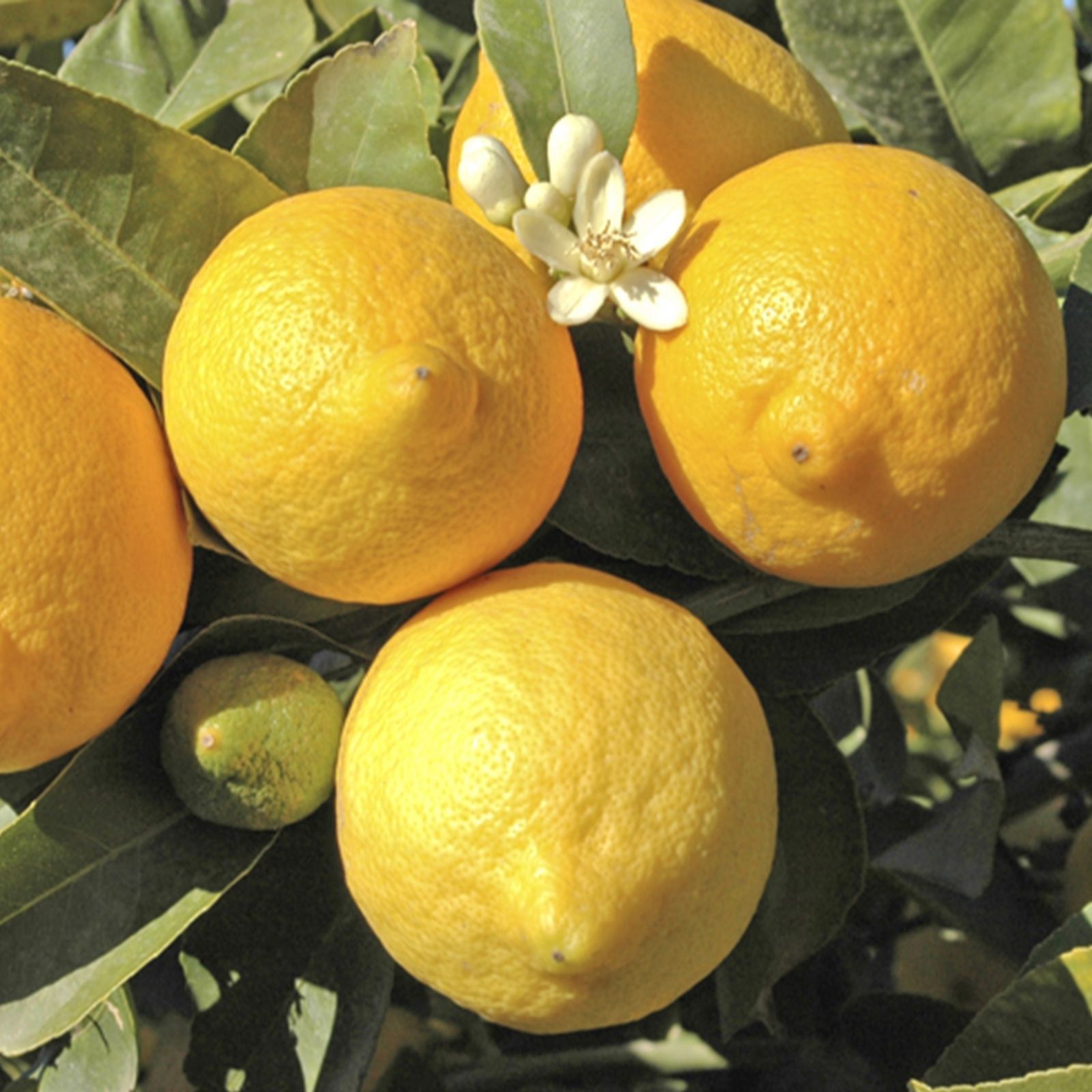 YouGarden Pair of Citrus Lemon 5L pots