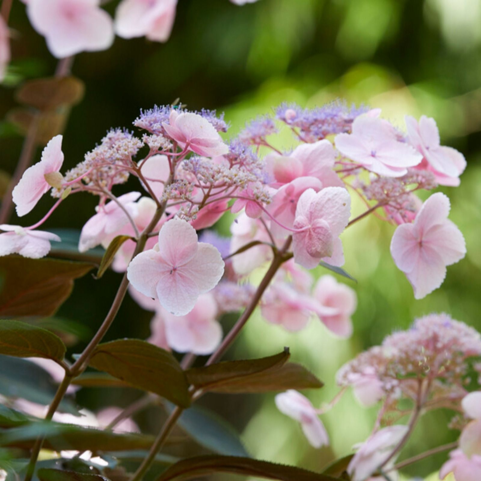 YouGarden Hydrangea Hot Chocolate 3L pot