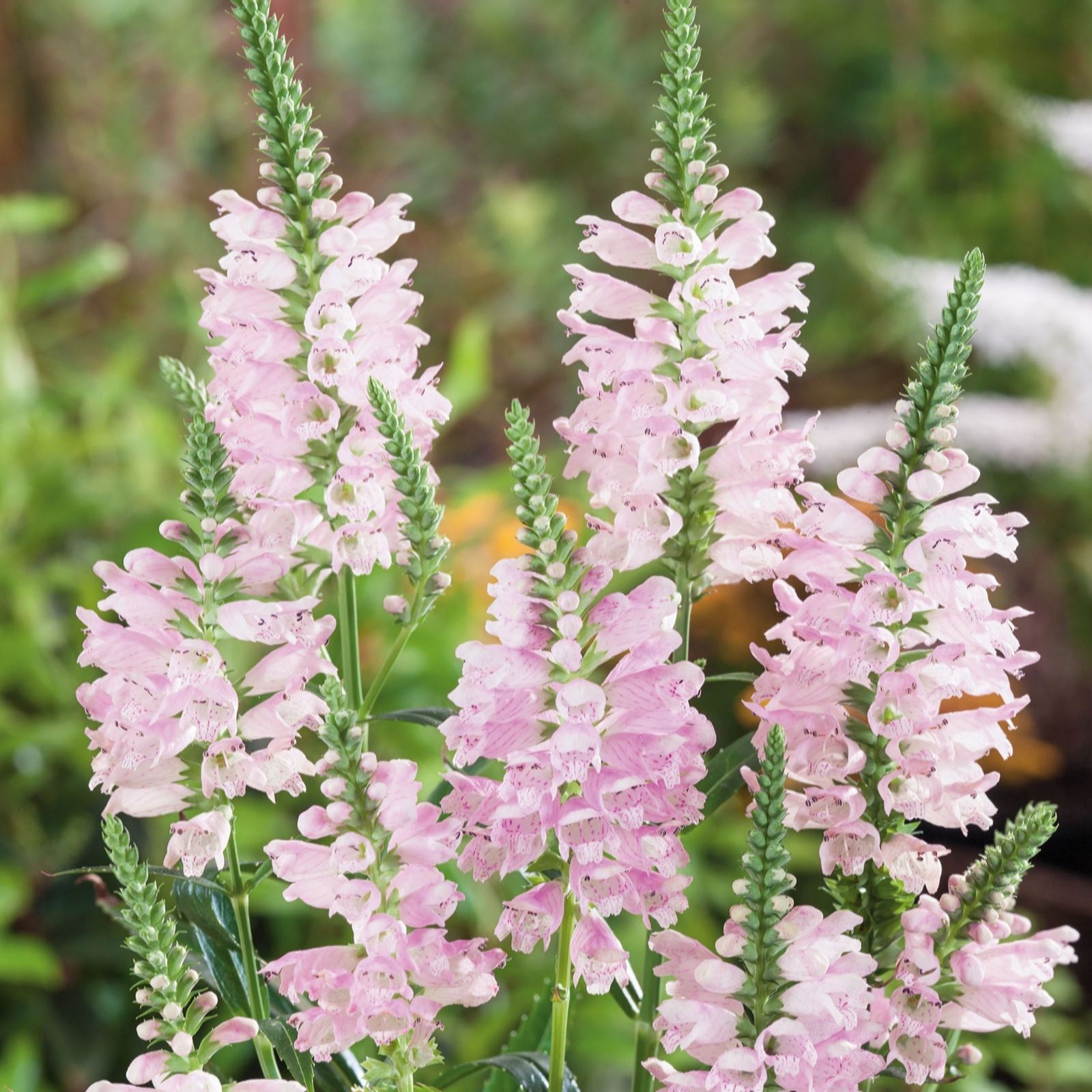 Plants2Gardens Physostegia Rose 3 x 2ltr